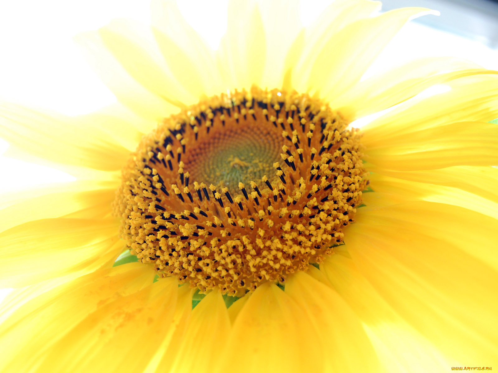 цветы, подсолнухи, подсолнух