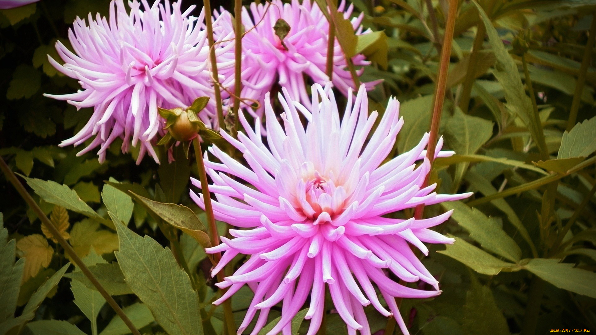 автор, ptysia, цветы, георгины, розовый