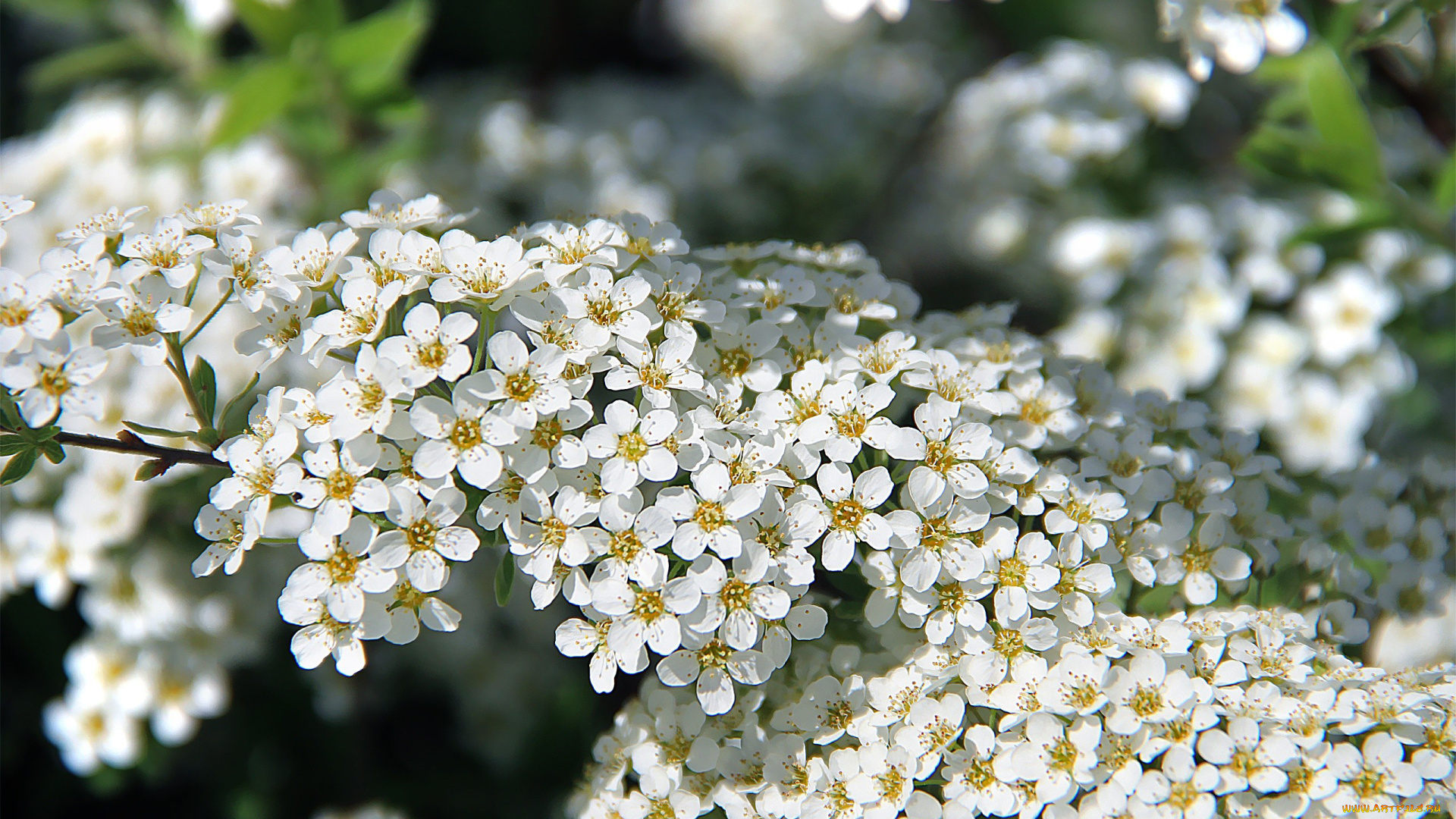 автор, thean, цветы, цветущие, деревья, кустарники, белый