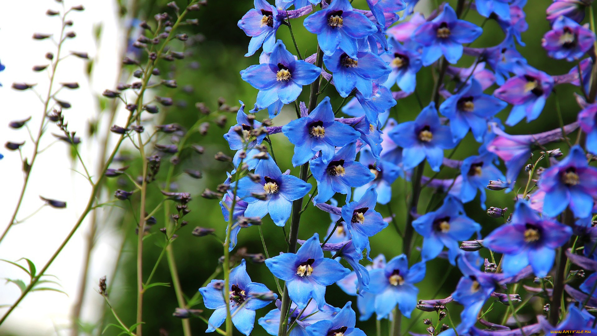 автор, thean, цветы, дельфиниум, синий