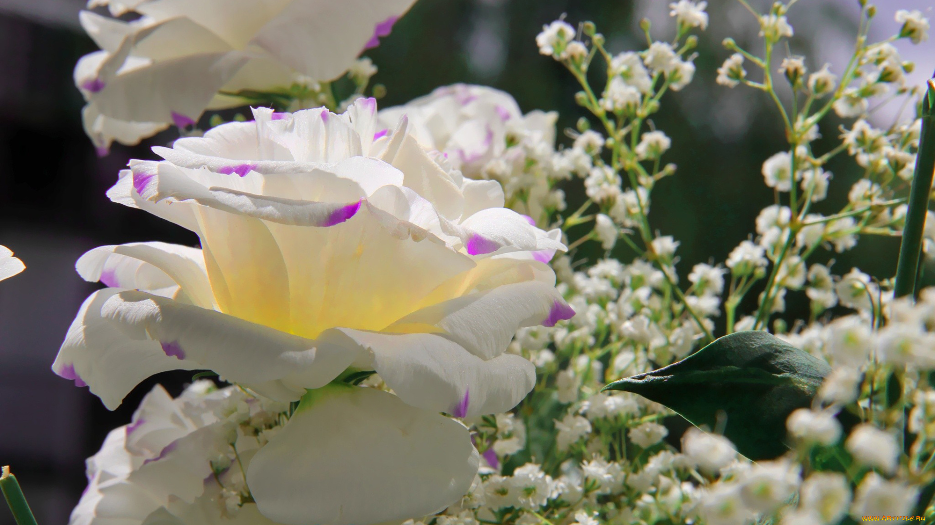 автор, thean, цветы, эустома, лепестки