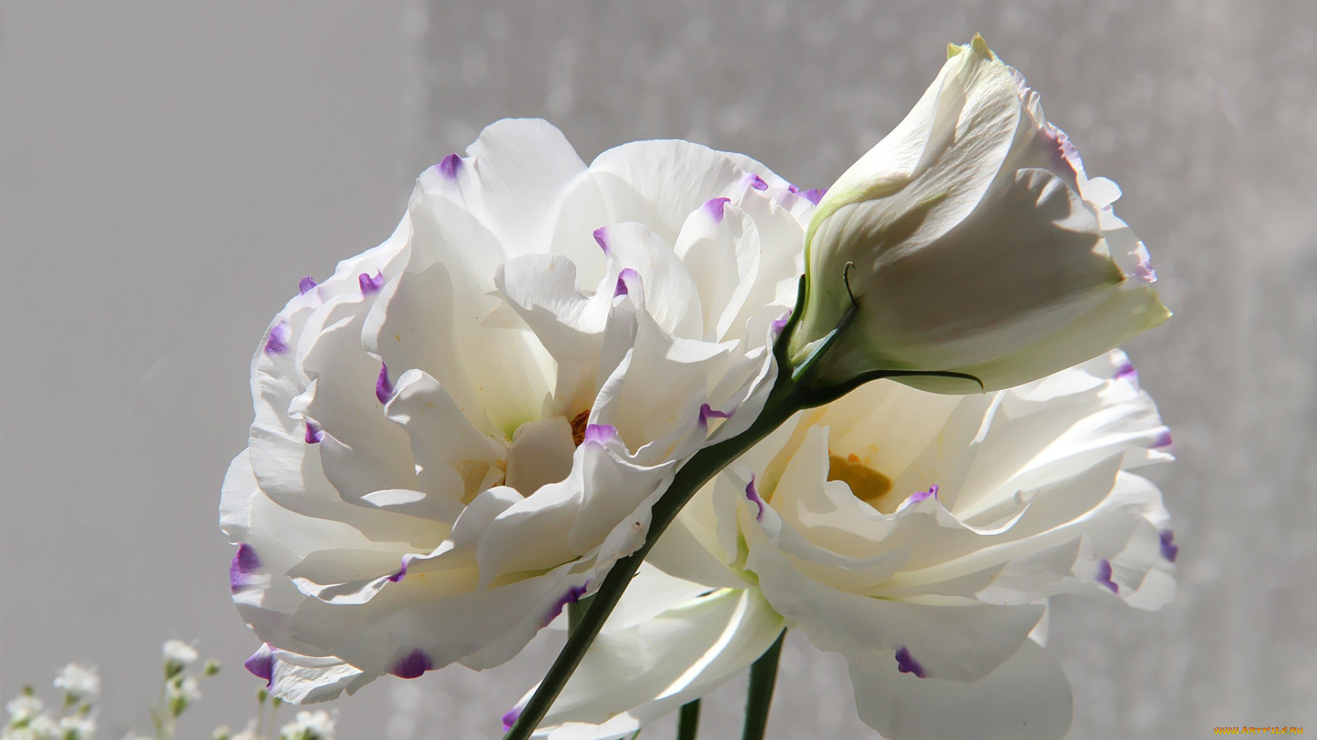 автор, thean, цветы, эустома, лепестки