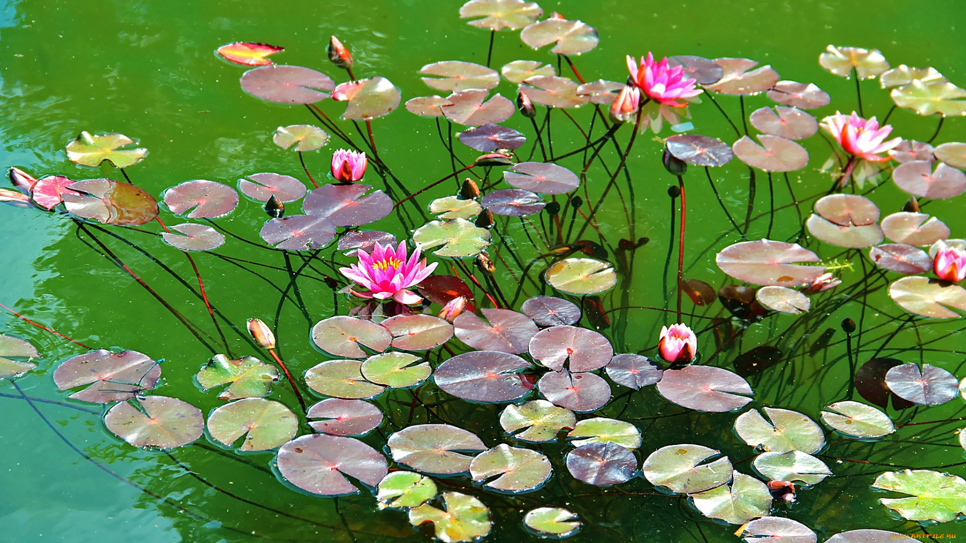 автор, thean, цветы, лилии, водяные, нимфеи, кувшинки, водоем