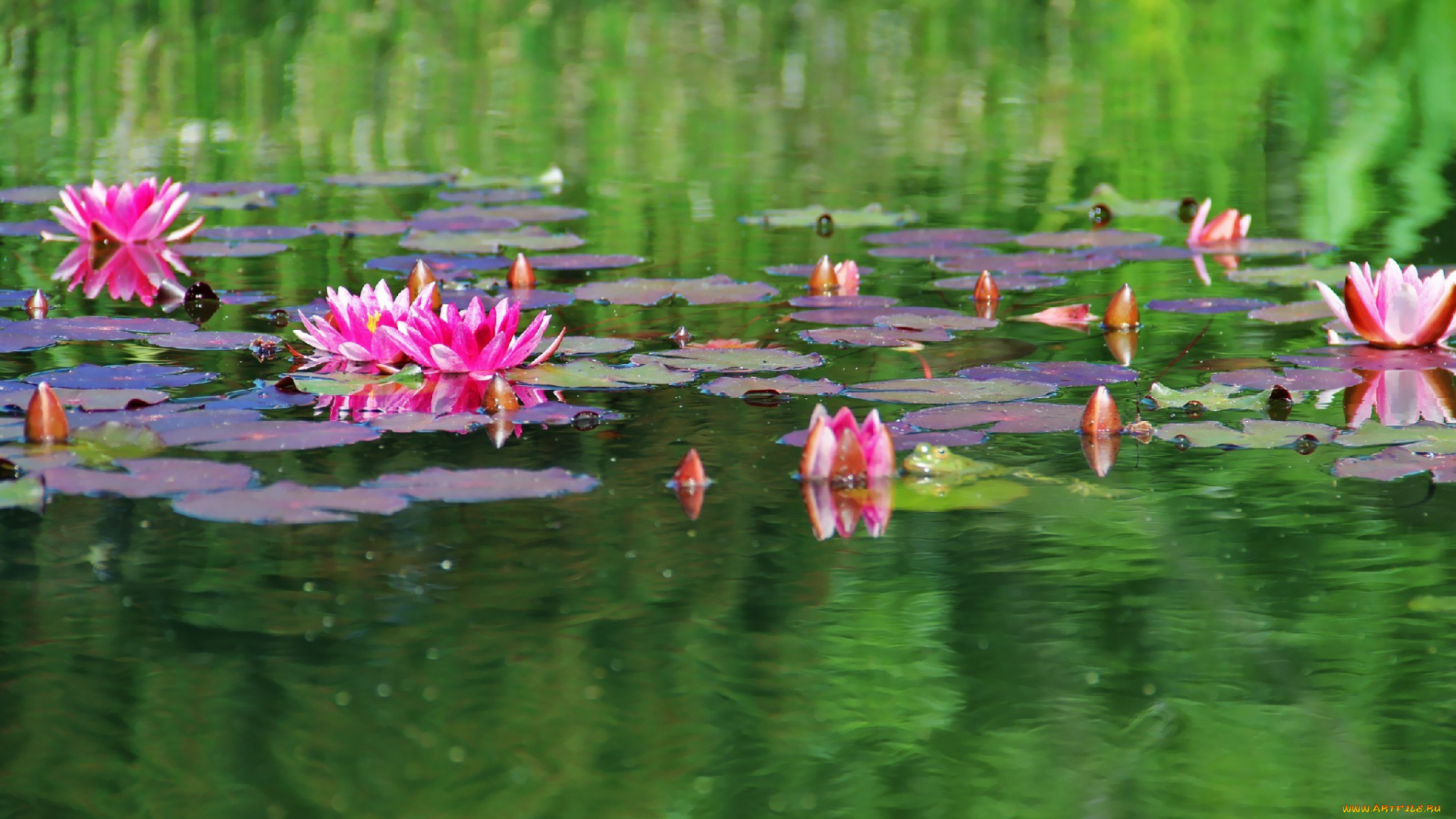 автор, thean, цветы, лилии, водяные, нимфеи, кувшинки, водоем