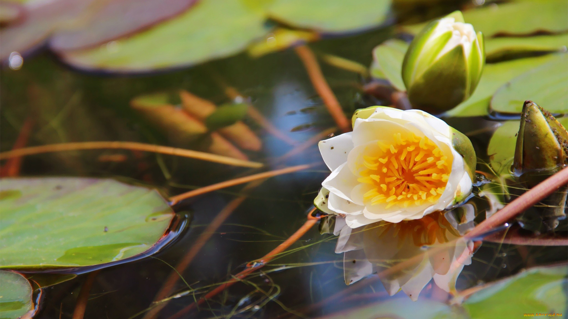 автор, thean, цветы, лилии, водяные, нимфеи, кувшинки, вода, дистья, бутоны