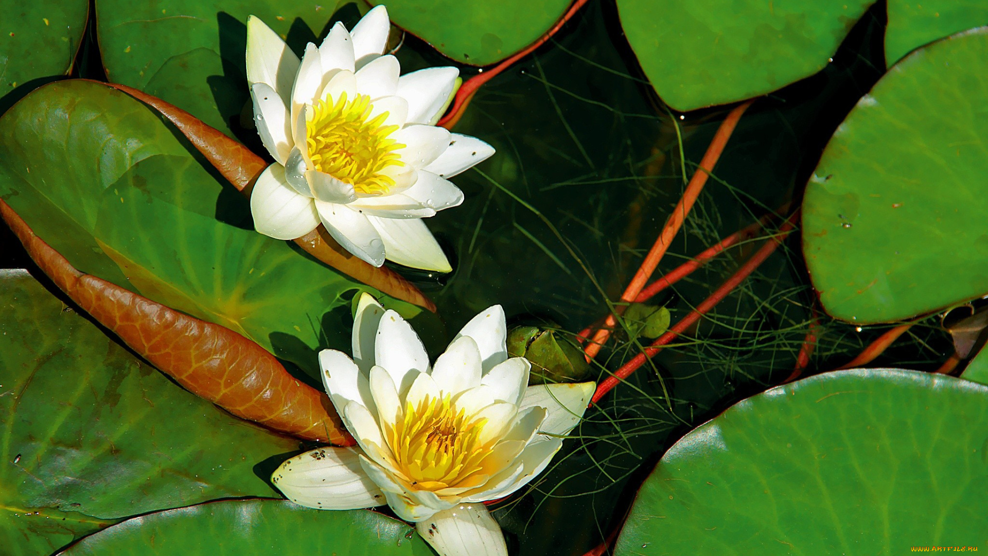 автор, thean, цветы, лилии, водяные, нимфеи, кувшинки, листья