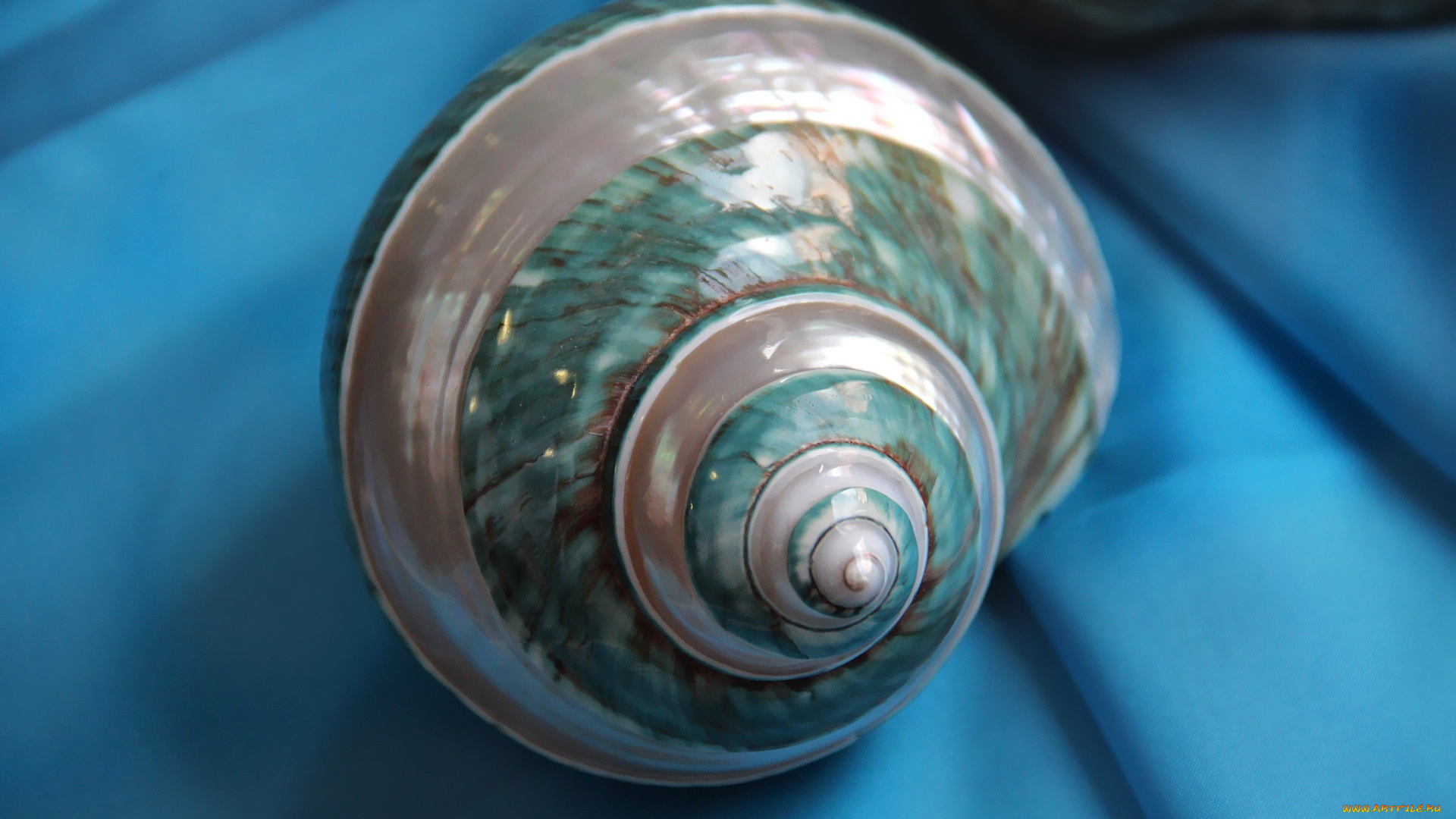 автор, thean, разное, ракушки, кораллы, декоративные, spa, камни, ракушка