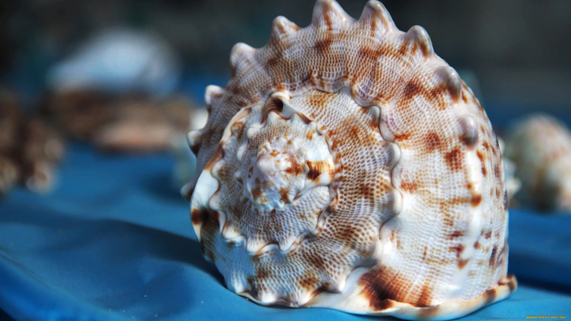 автор, thean, разное, ракушки, кораллы, декоративные, spa, камни, ракушка