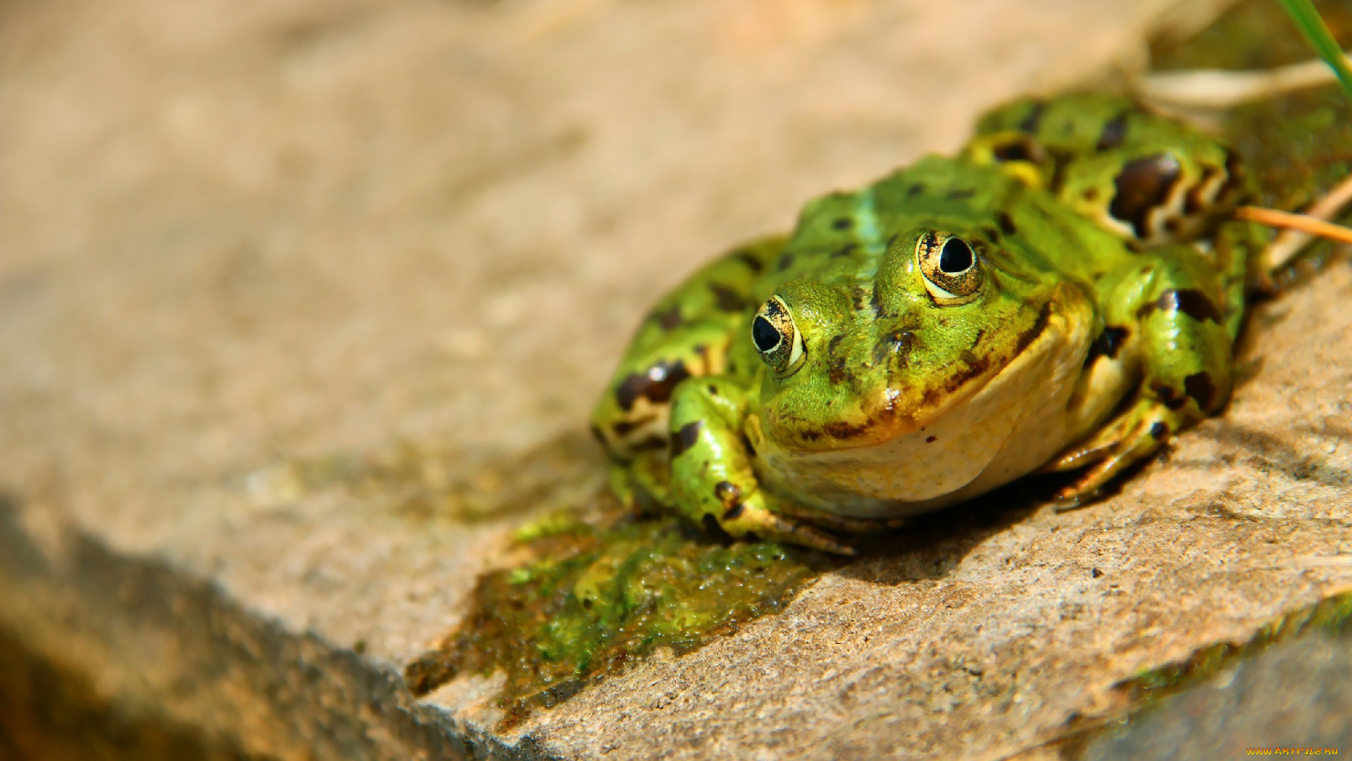 автор, thean, животные, лягушки, лягушка