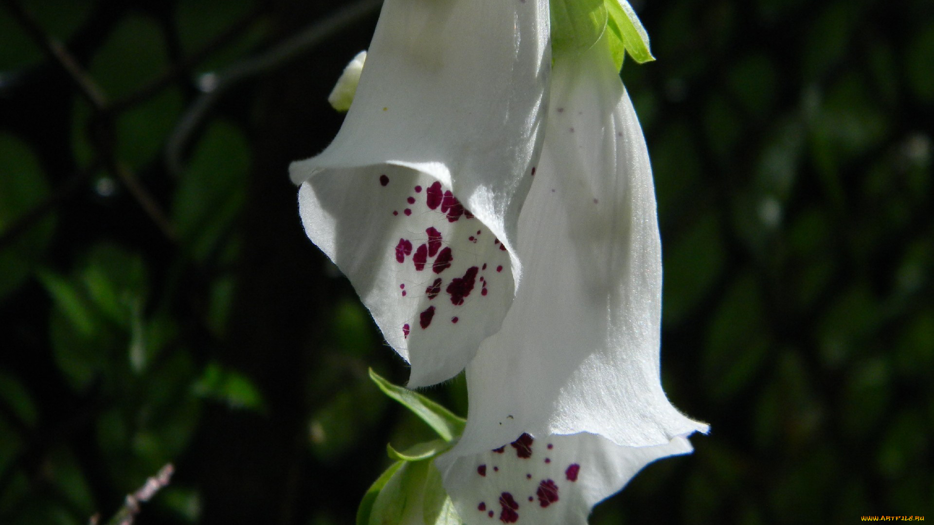цветы, дигиталис, наперстянка, крапинки