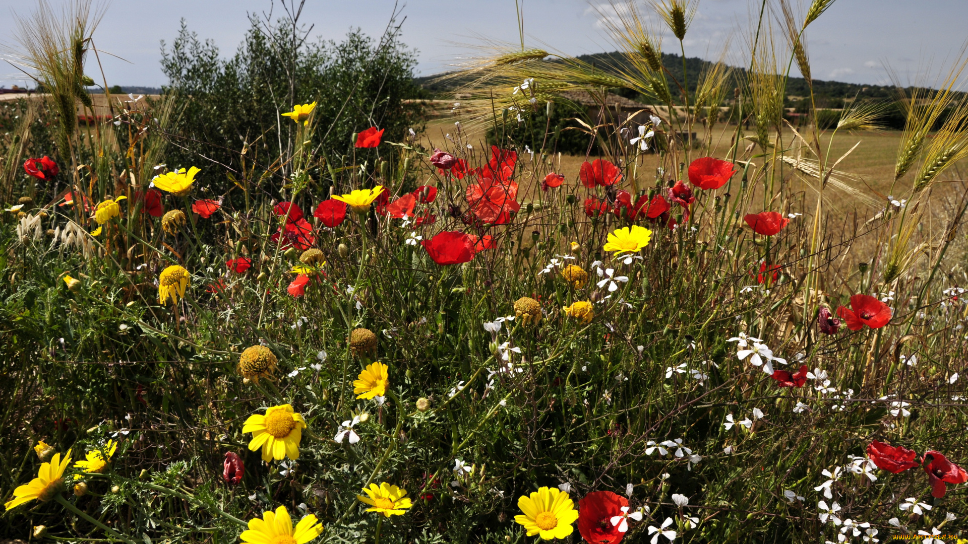 цветы, луговые, полевые, поле, маки