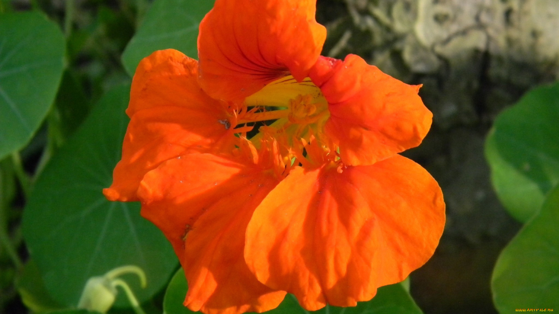 цветы, настурции, оранжевый