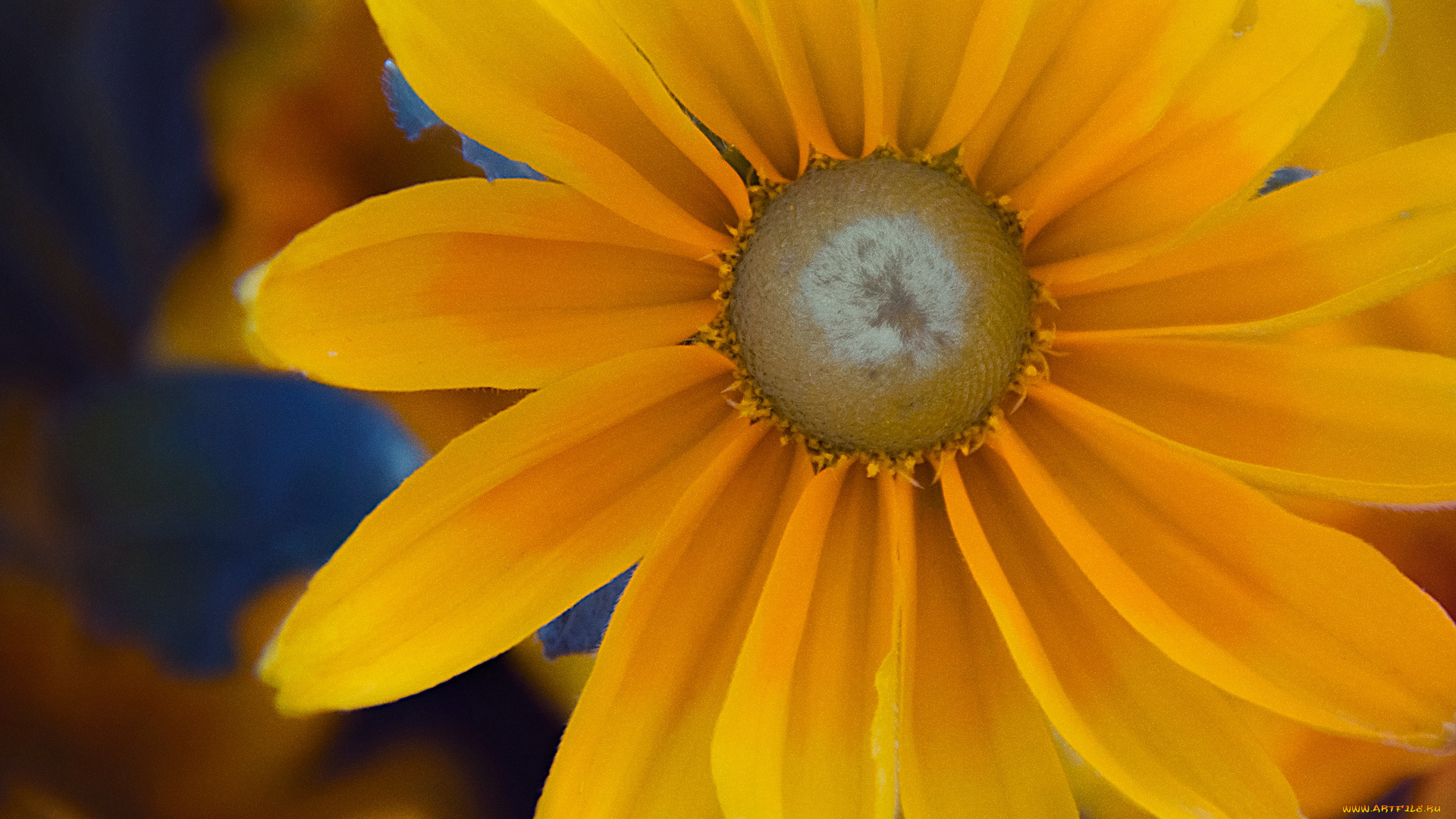 цветы, рудбекия, лепестки