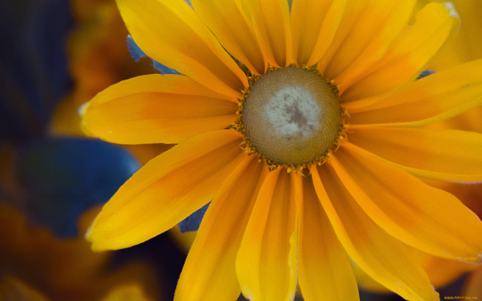 цветы, рудбекия, лепестки