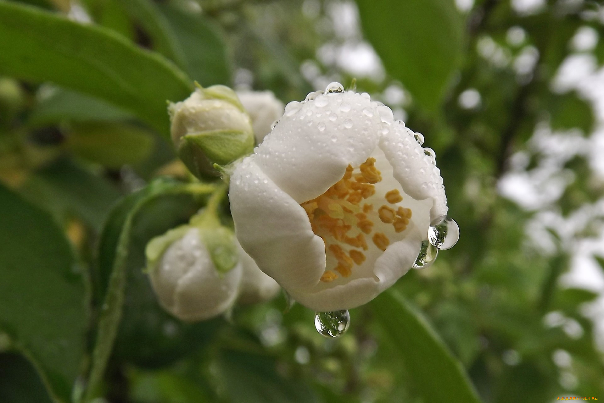 цветы, жасмин, капли, бутон