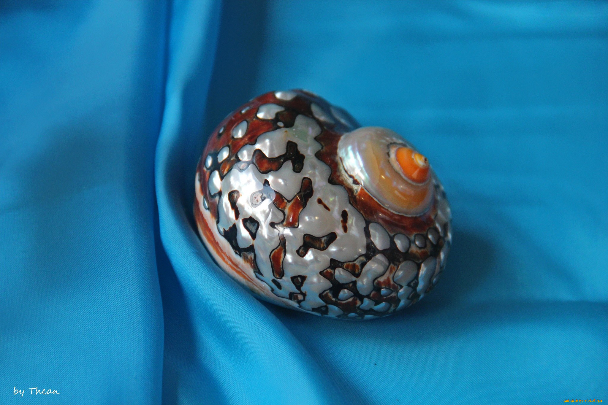 автор, thean, разное, ракушки, кораллы, декоративные, spa, камни, ракушка