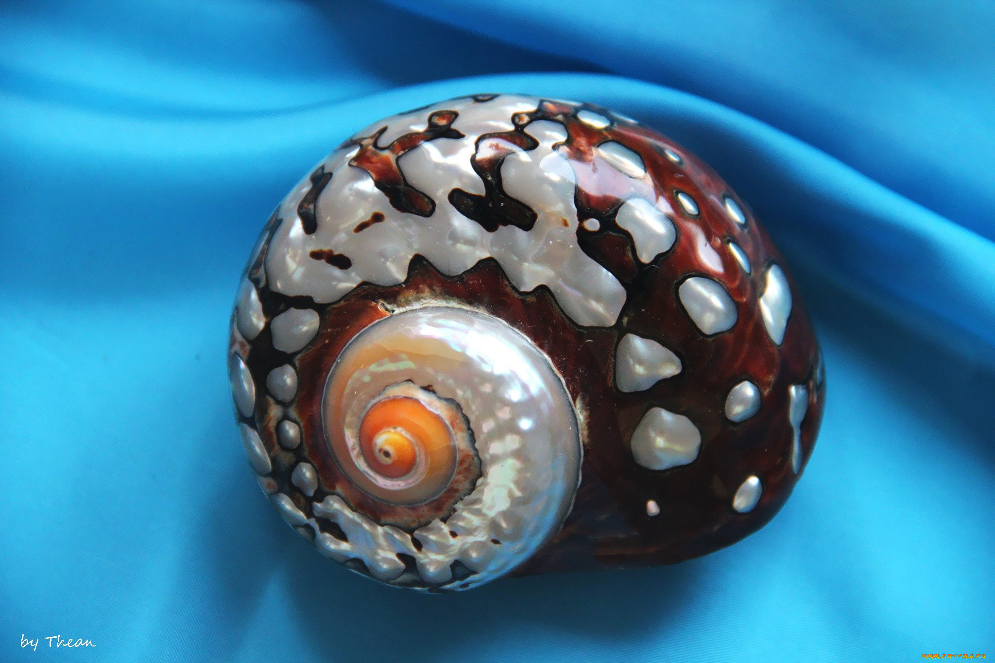 автор, thean, разное, ракушки, кораллы, декоративные, spa, камни, ракушка