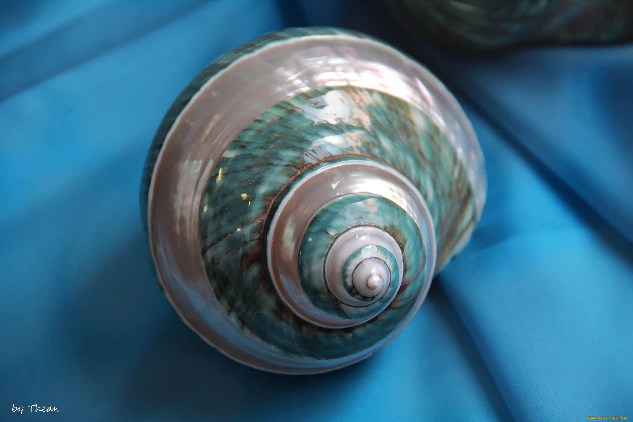 автор, thean, разное, ракушки, кораллы, декоративные, spa, камни, ракушка