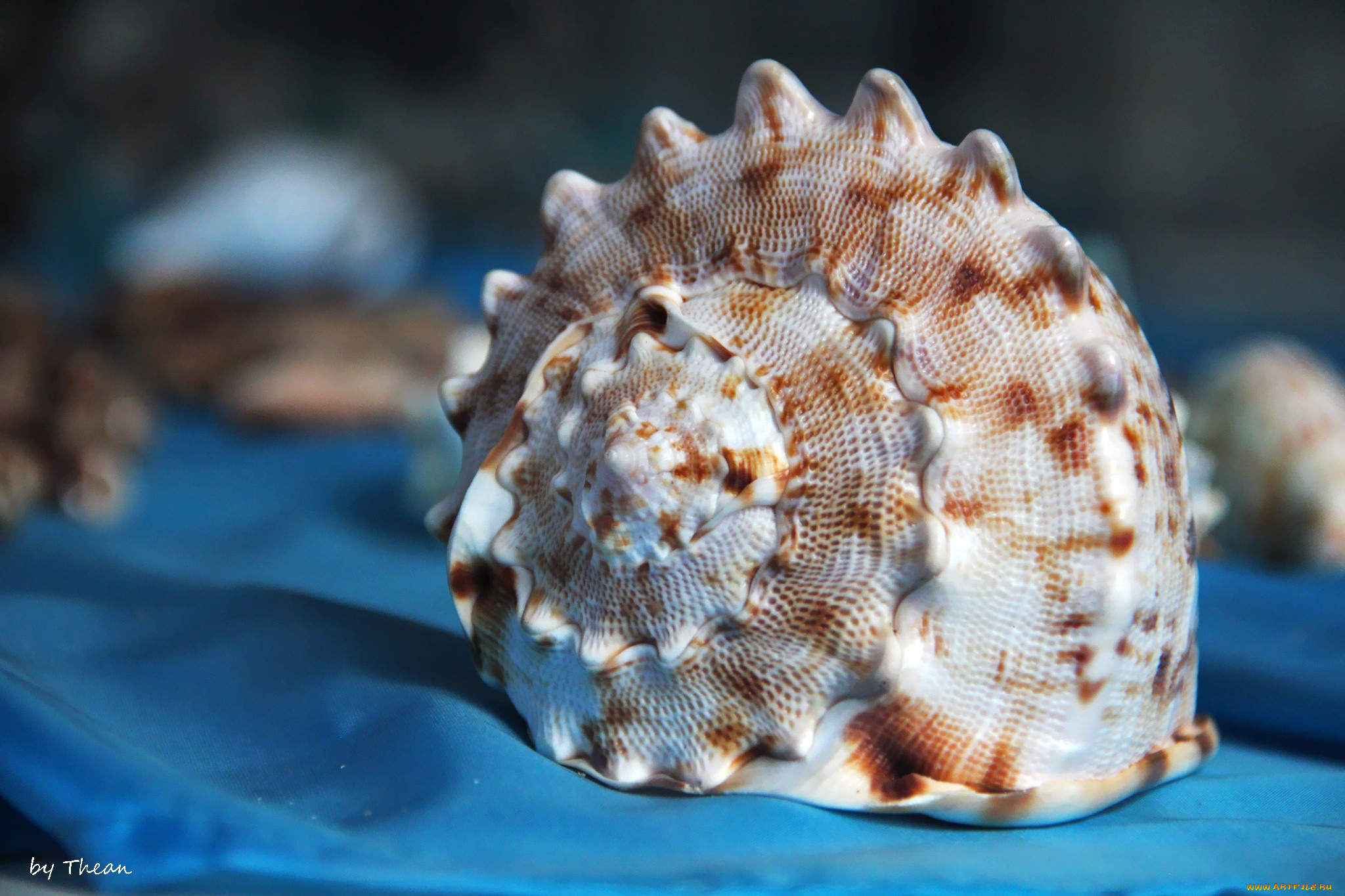 автор, thean, разное, ракушки, кораллы, декоративные, spa, камни, ракушка