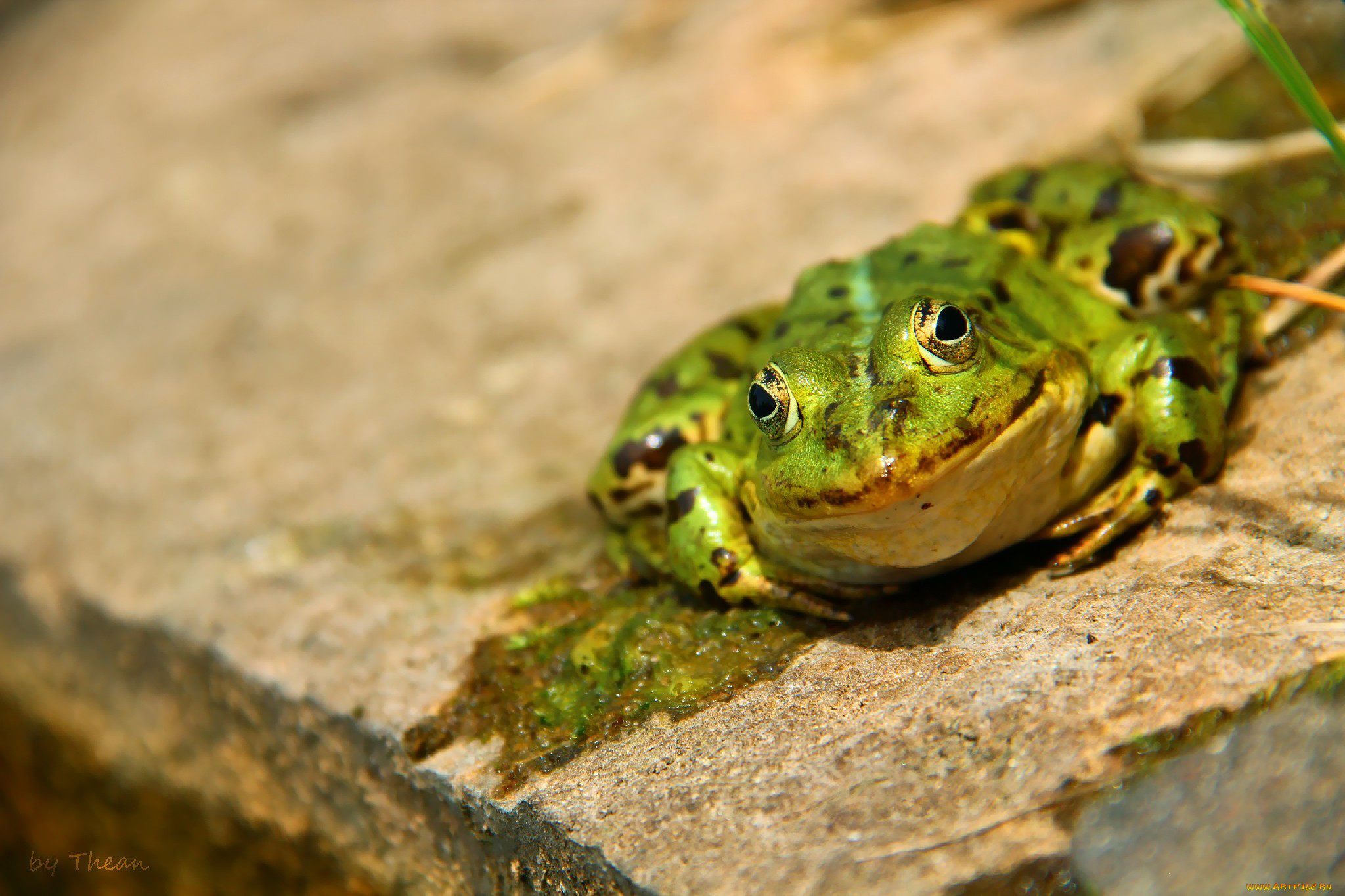 автор, thean, животные, лягушки, лягушка