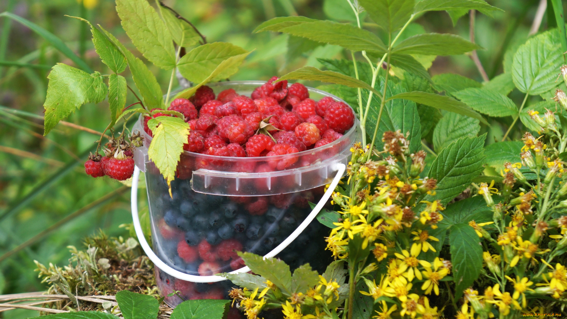 еда, фрукты, , ягоды, малина, черника