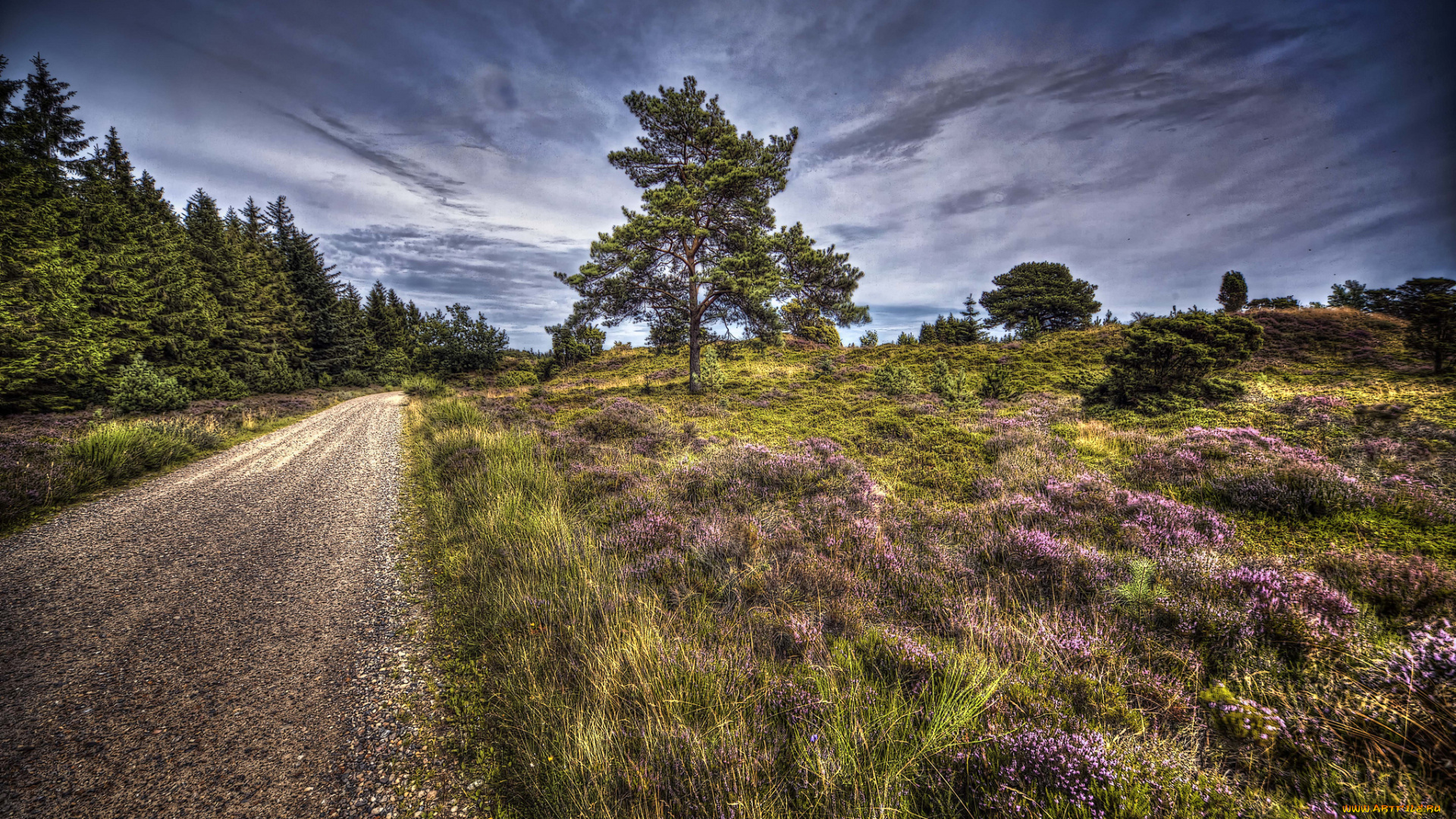 природа, дороги, дорога, поле, лес