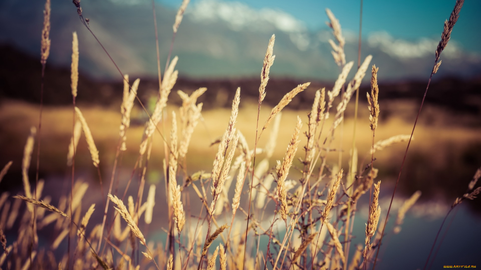 природа, другое, колоски, трава, поле