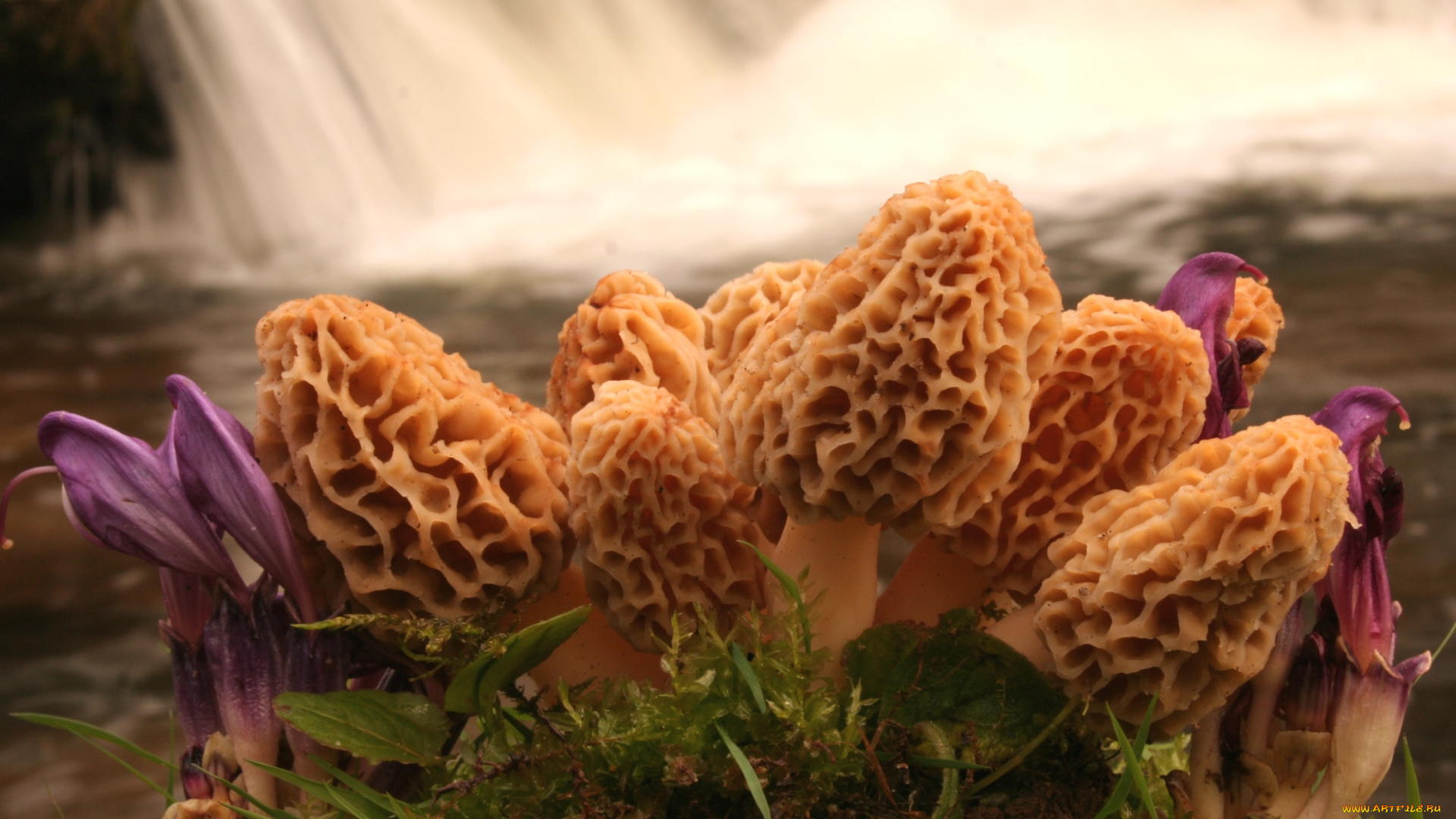 природа, грибы, сморчки