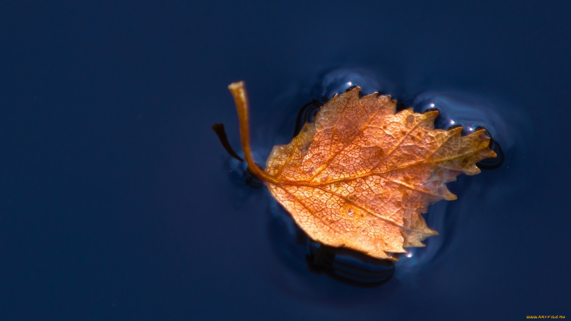 природа, листья, синий, макро, вода
