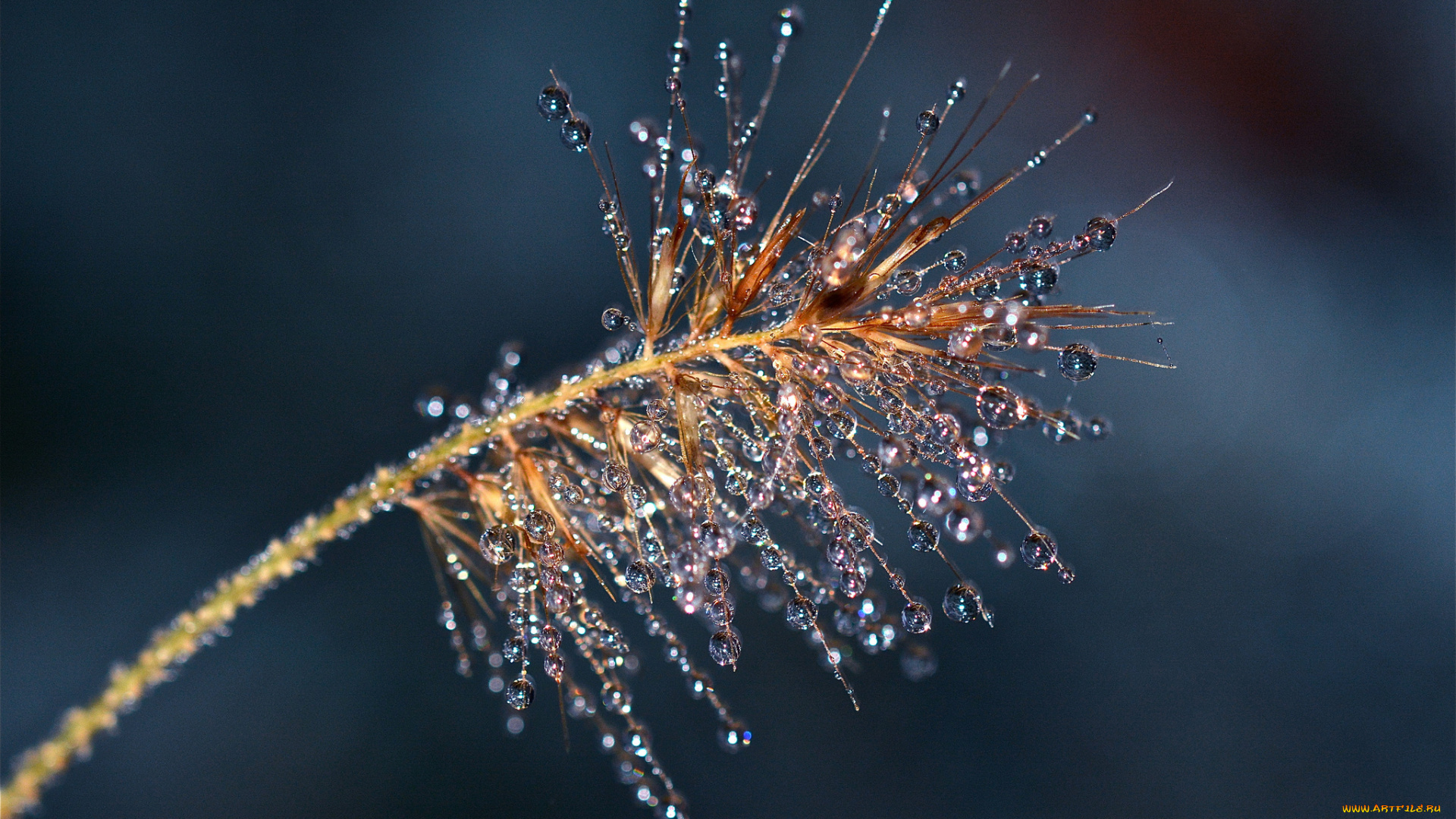 природа, макро, капли, метелка, ветка, растение, роса