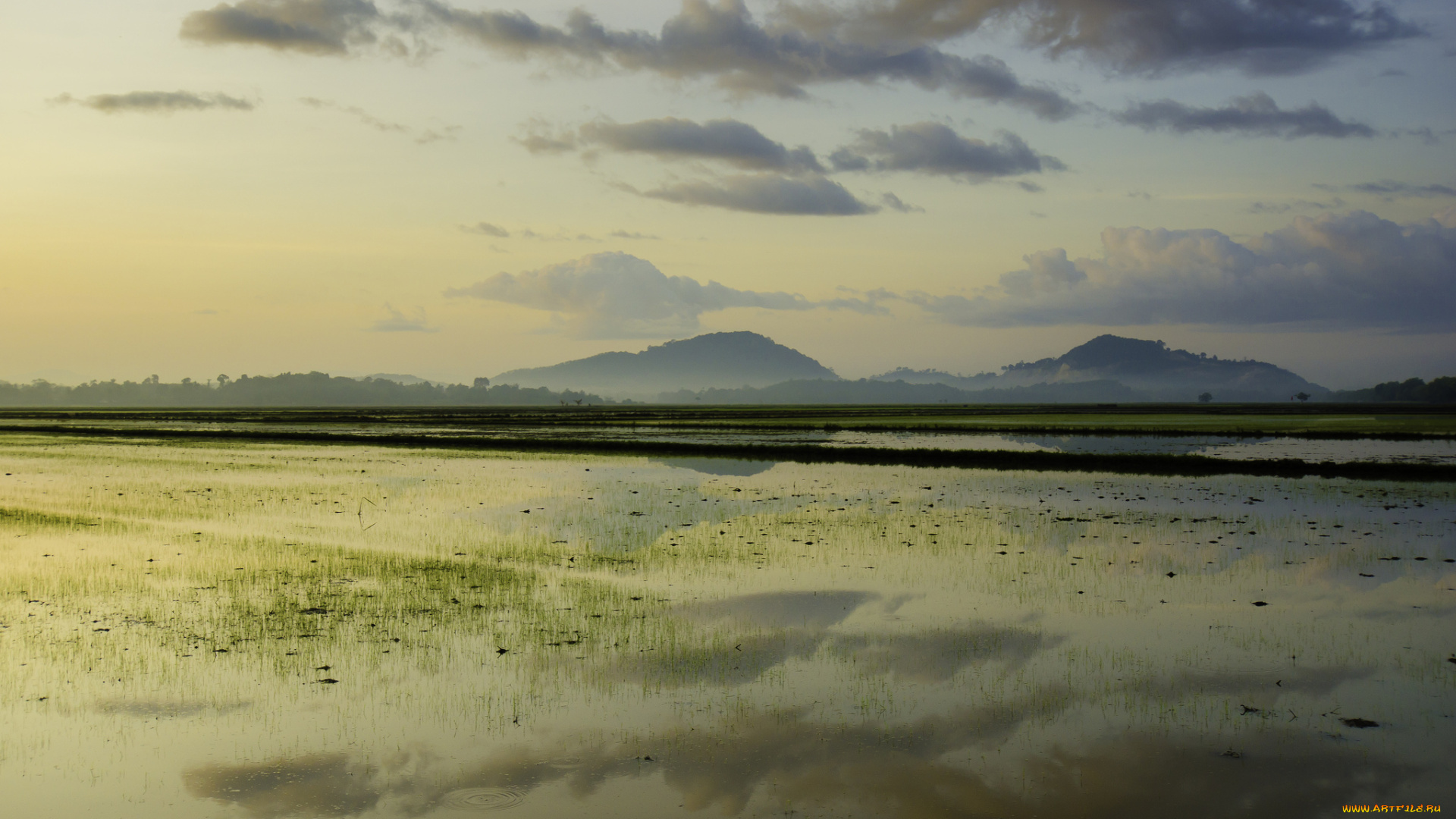 природа, реки, озера, рассвет, цвет, утро, холмы, поля, рисовые