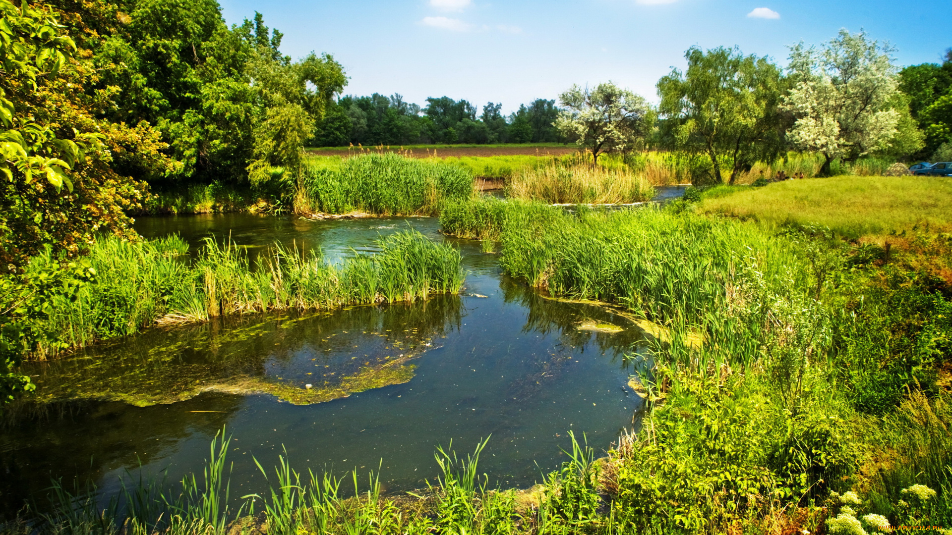 природа, реки, озера, трава, лето, река, деревья