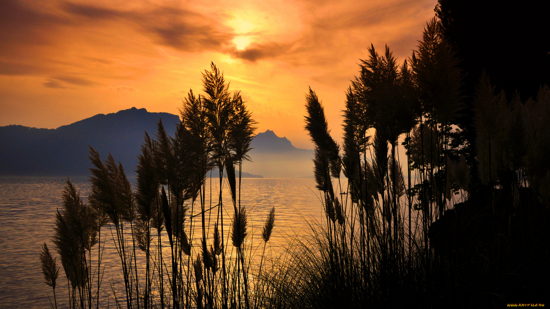 природа, восходы, закаты, горы, море, залив, закат, трава, метелки, силуэт