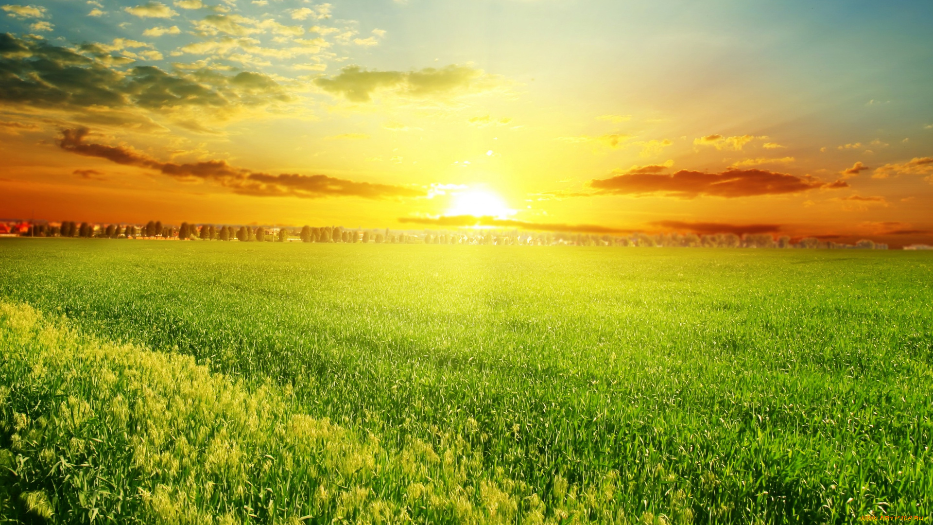 природа, восходы, закаты, поле, травка, деревья, закат, nature, field, grass, trees, sunset