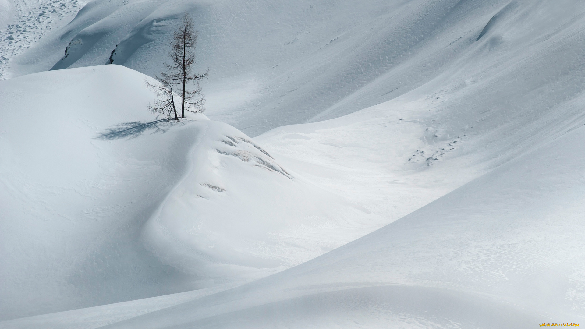 природа, зима, снег, дерево