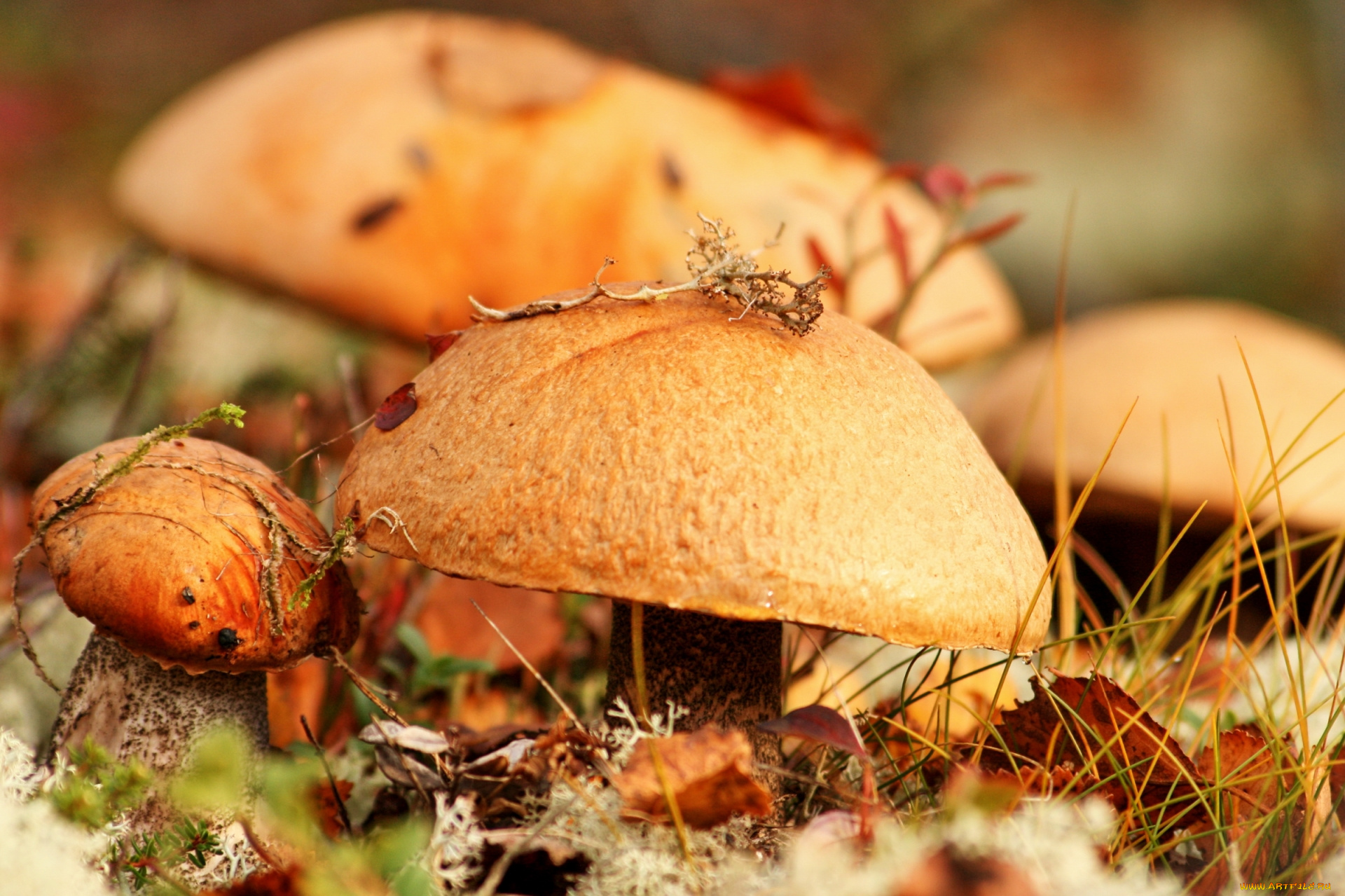 природа, грибы, шляпки