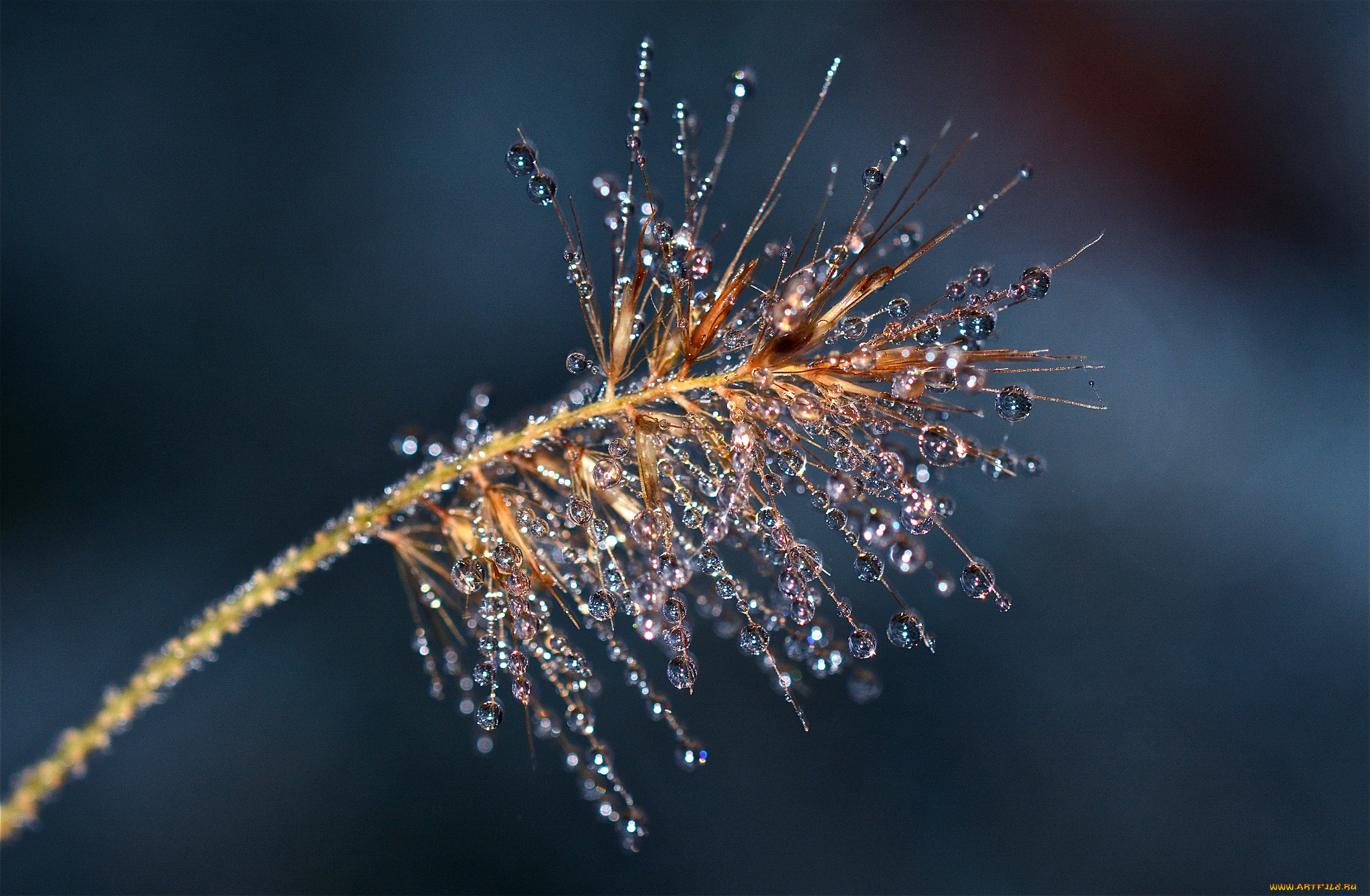 природа, макро, капли, метелка, ветка, растение, роса