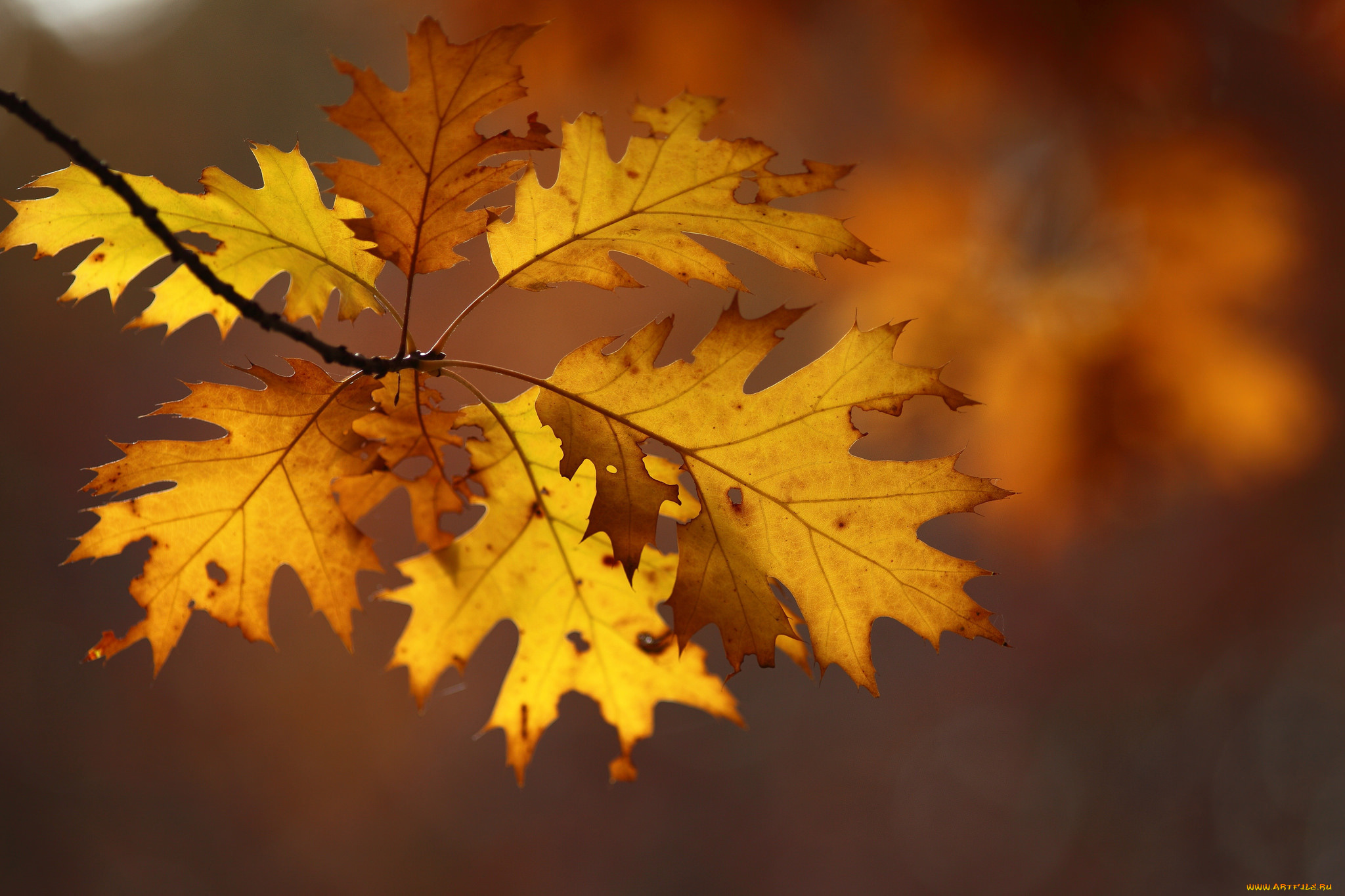 природа, листья, ветка, дубовые, осенние