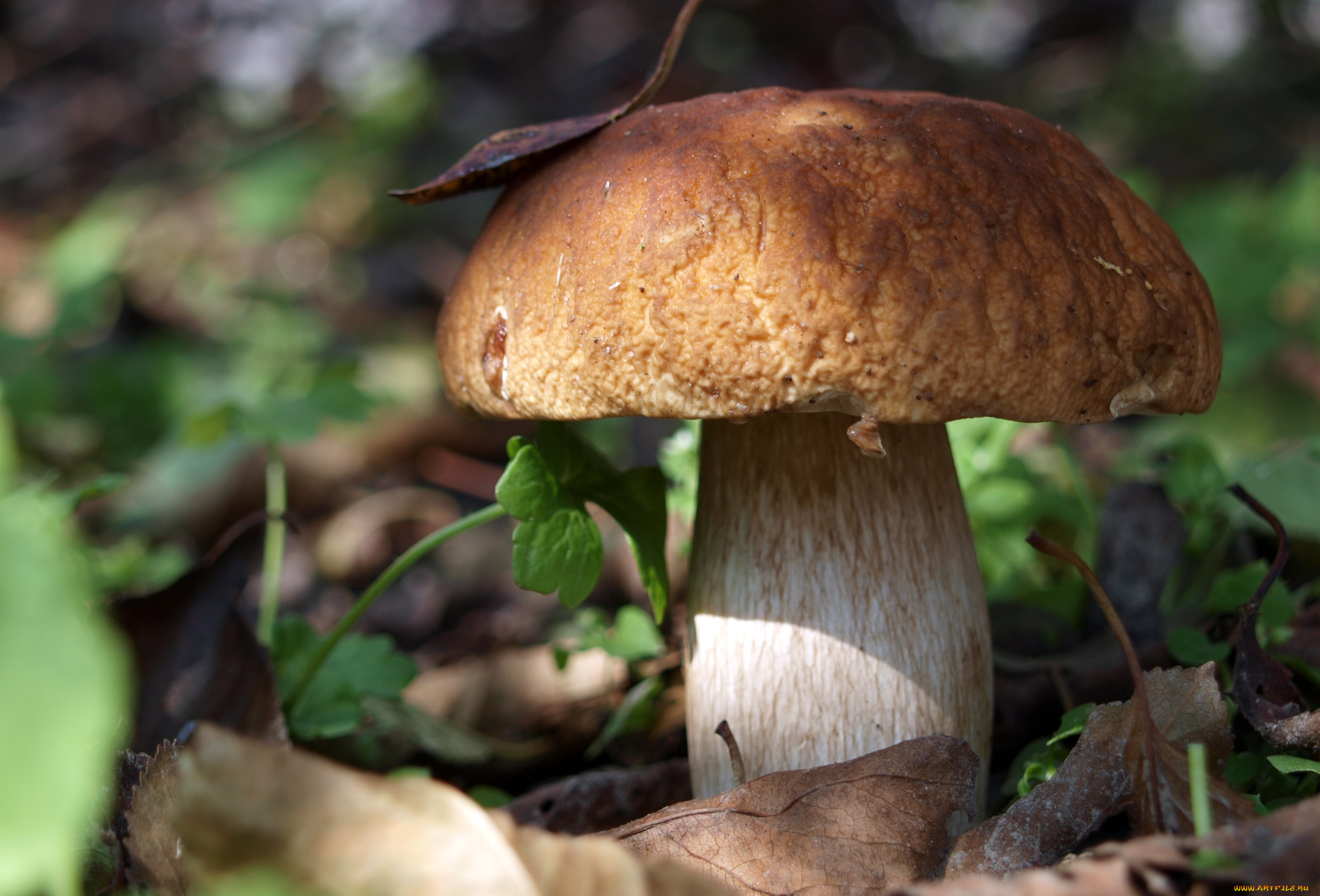 природа, грибы, шляпка