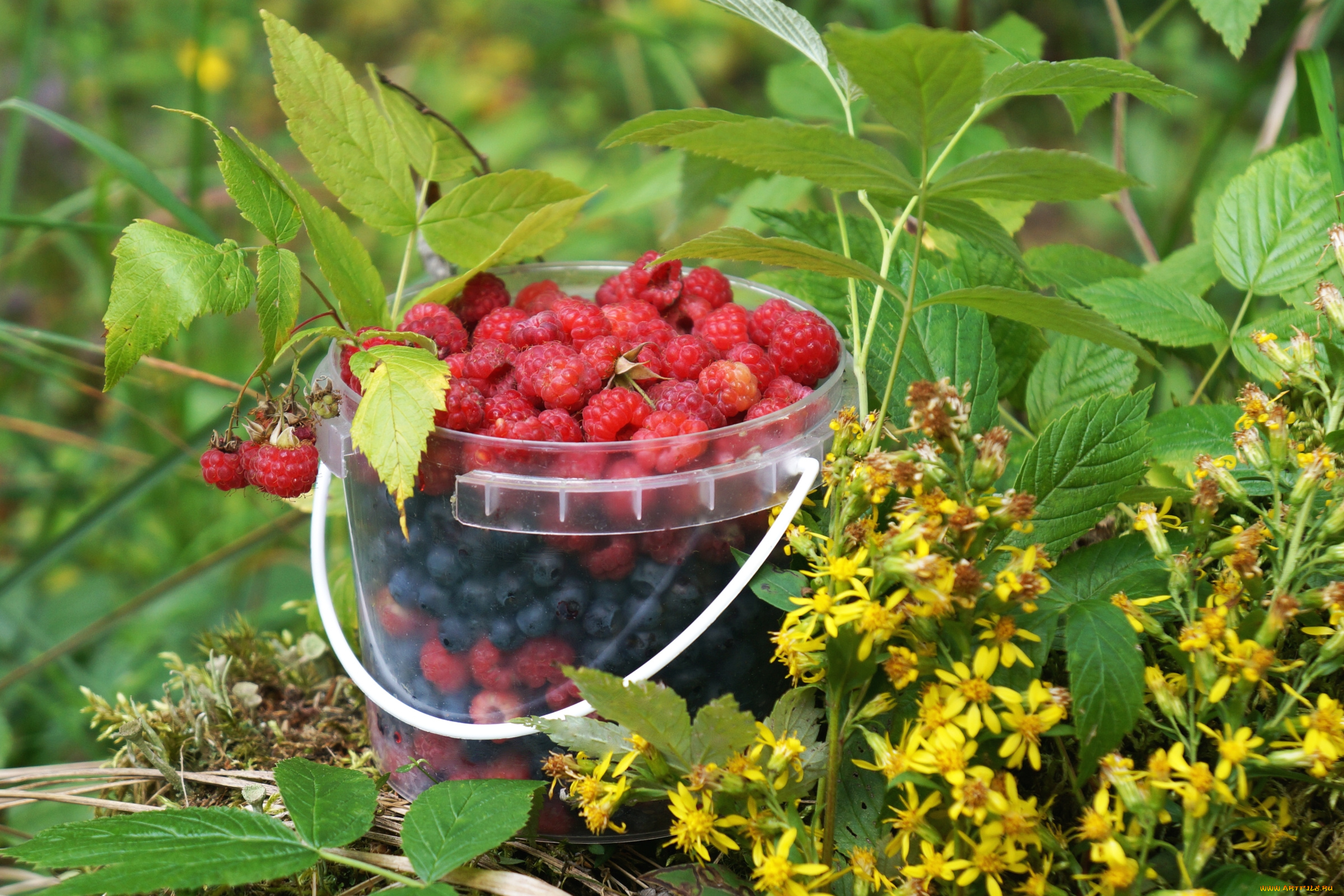 еда, фрукты, , ягоды, малина, черника