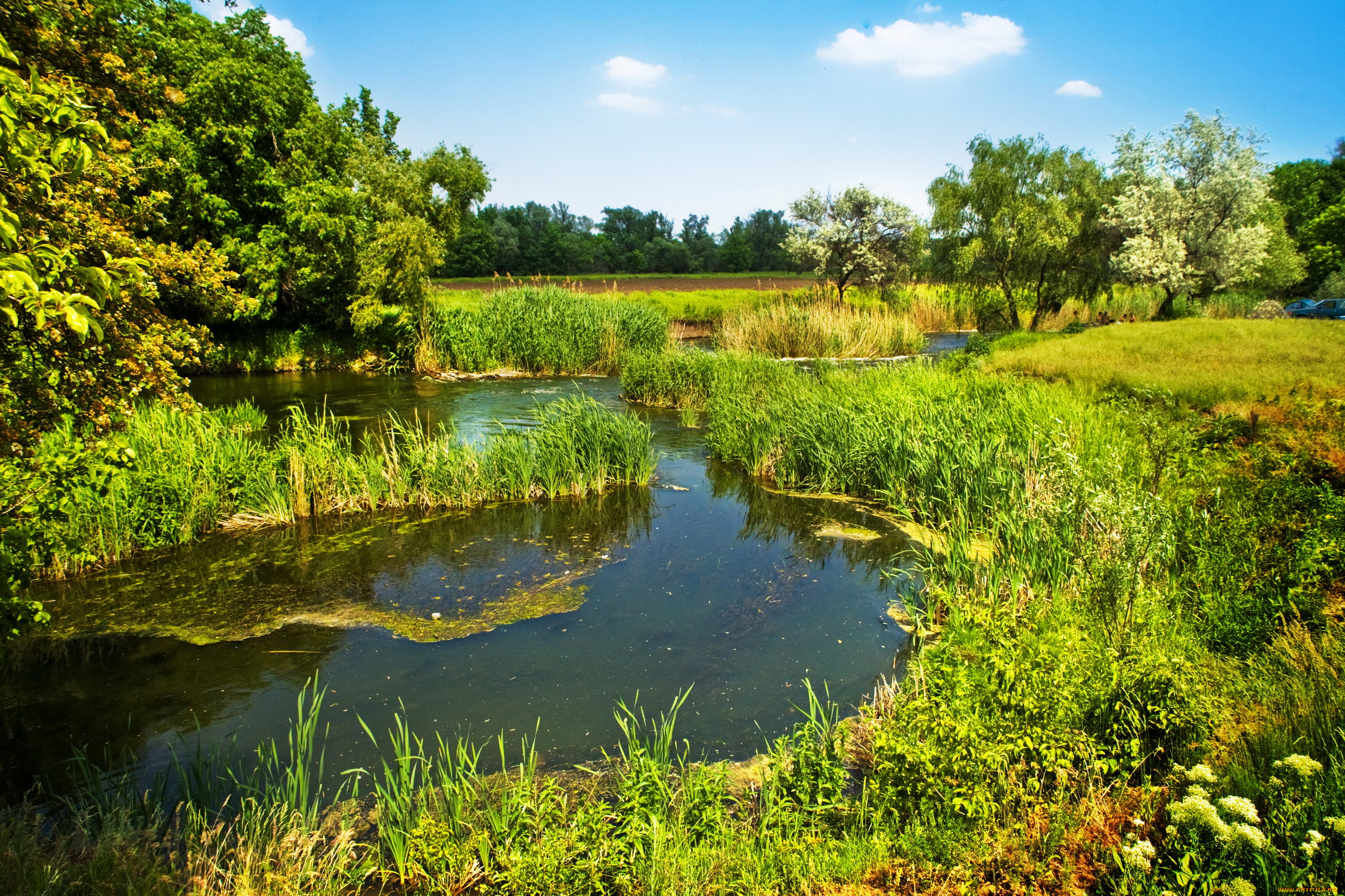 природа, реки, озера, трава, лето, река, деревья