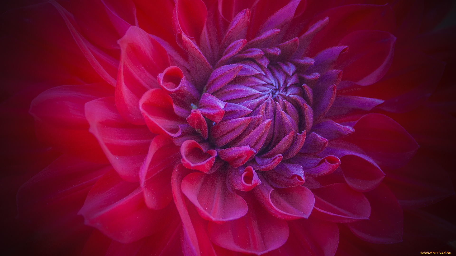 цветы, георгины, макро, лепестки, бутон, цветок, красный