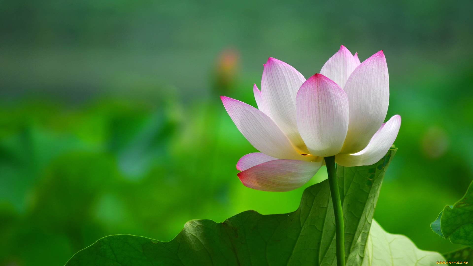 цветы, лотосы, листья, лепестки