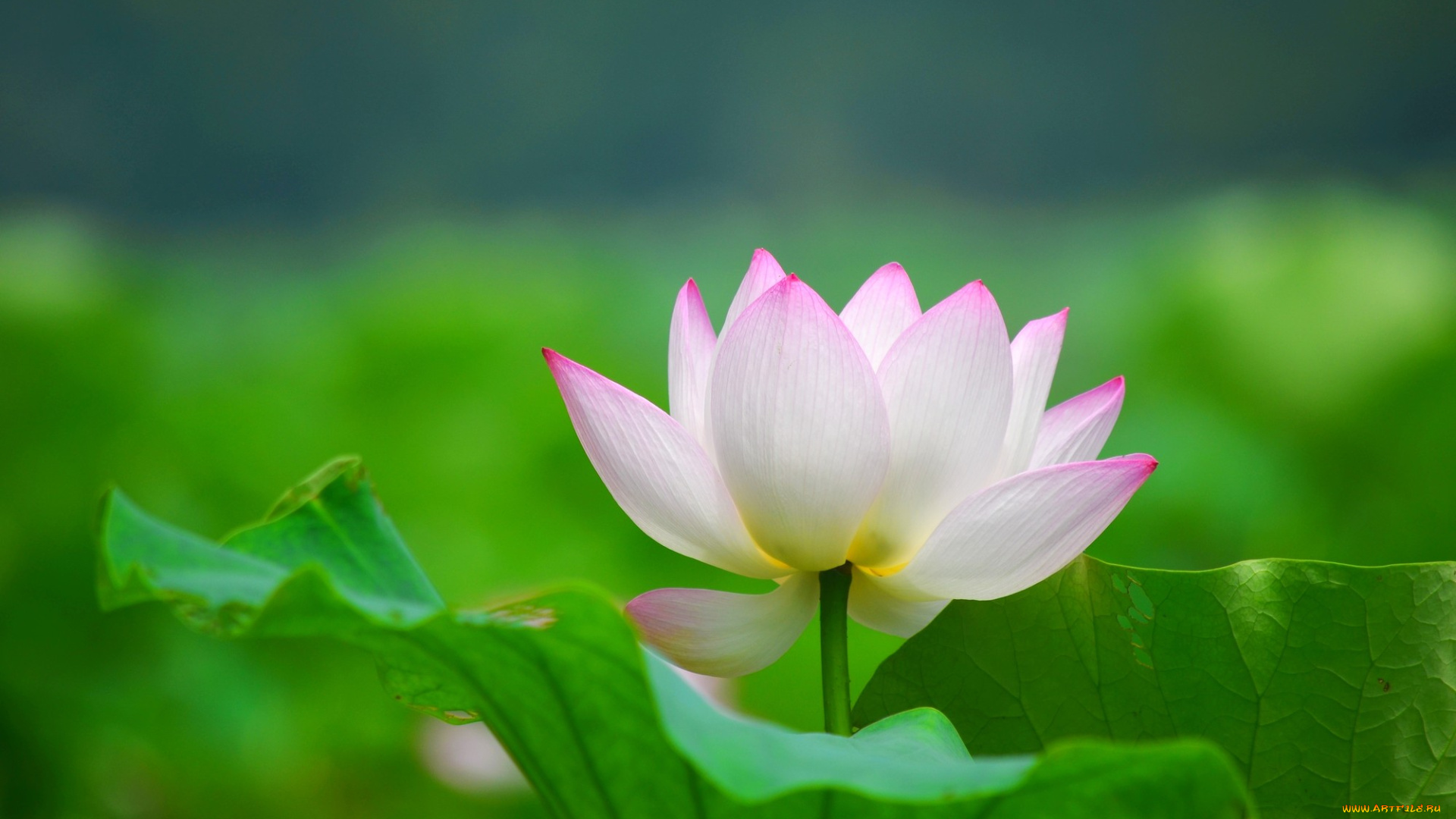 цветы, лотосы, листья, лепестки