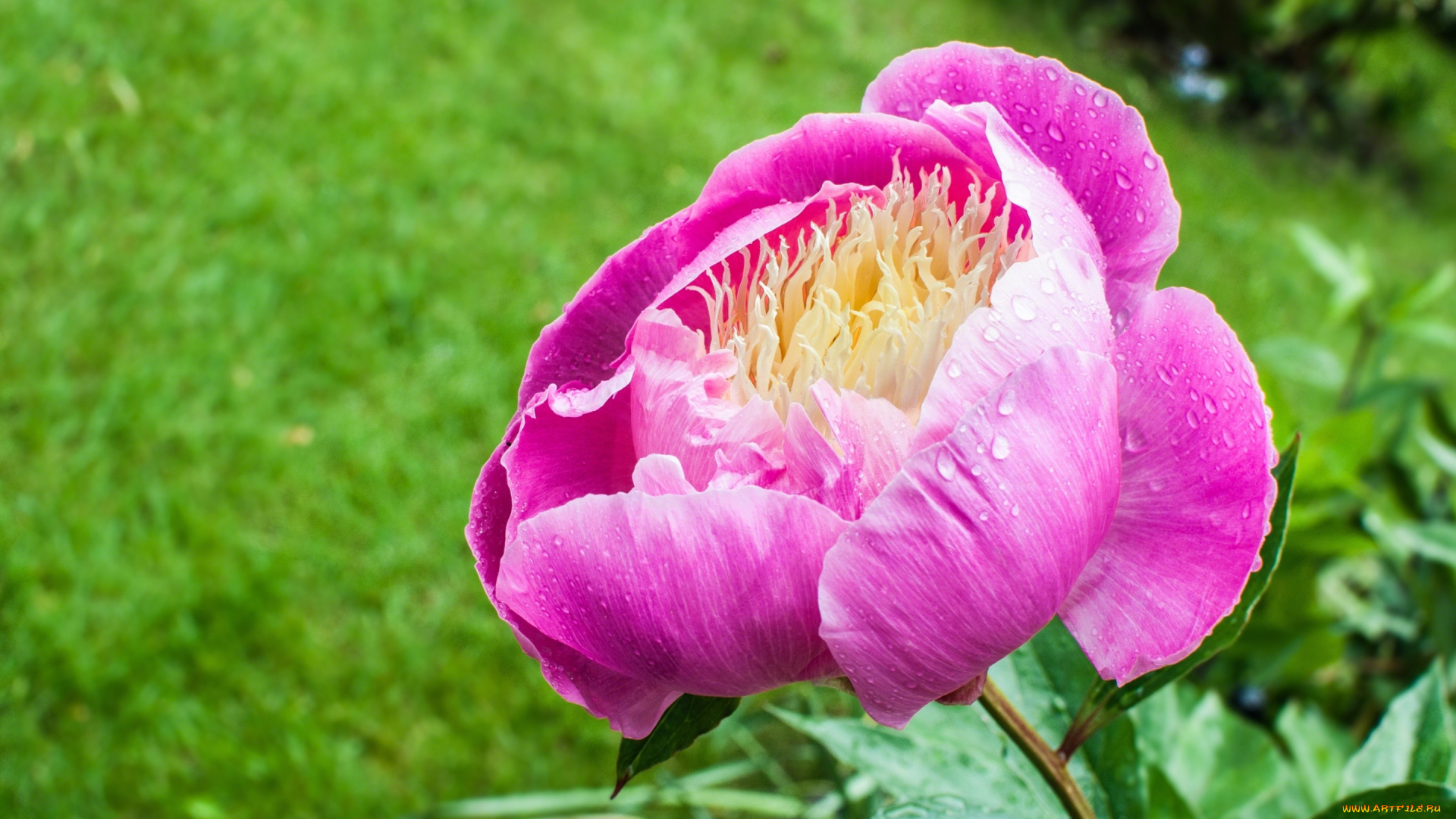 цветы, пионы, макро, розовый, пион, лепестки, бутон, капли