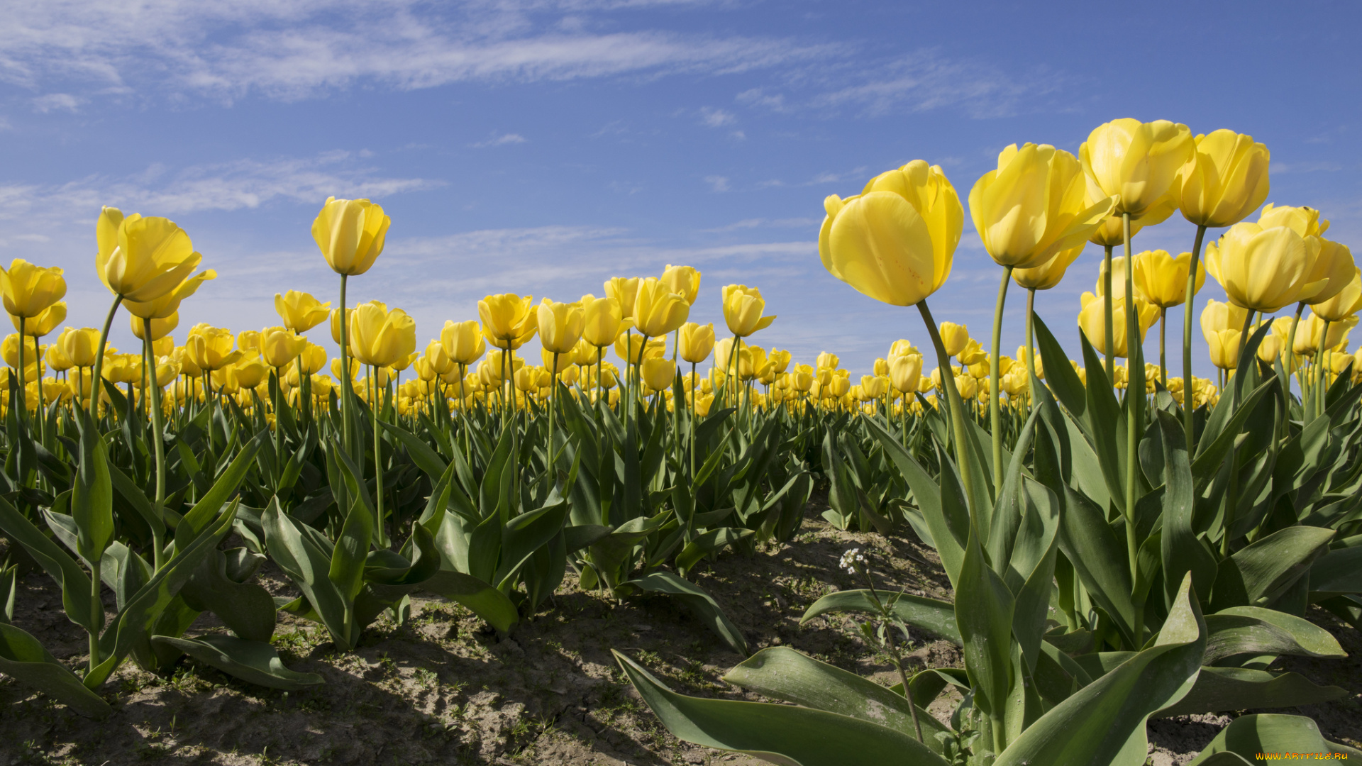 цветы, тюльпаны, плантация