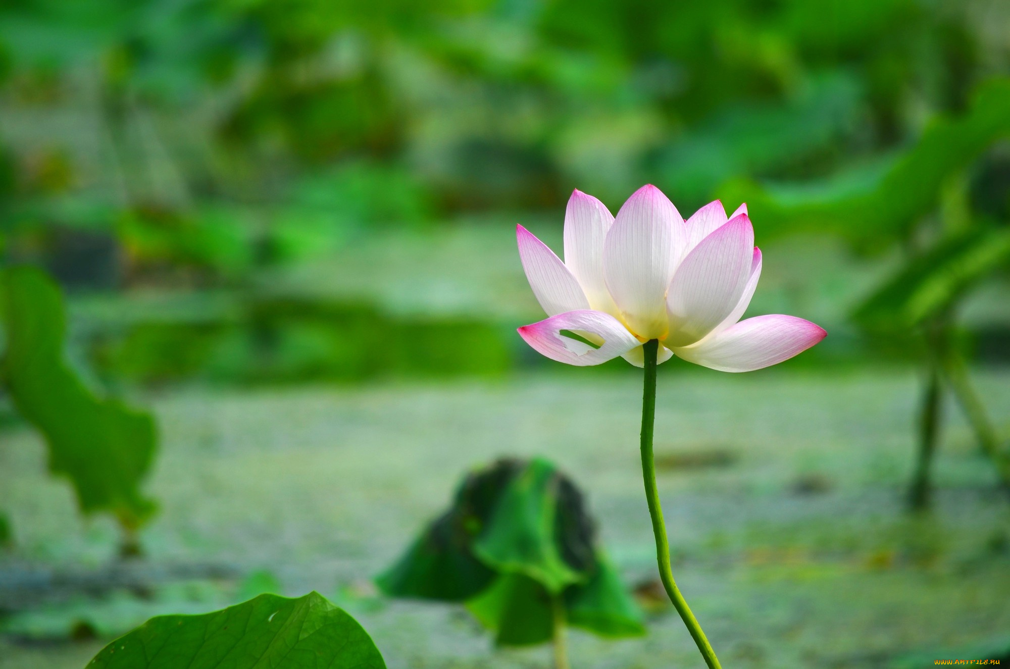 цветы, лотосы, листья, лепестки