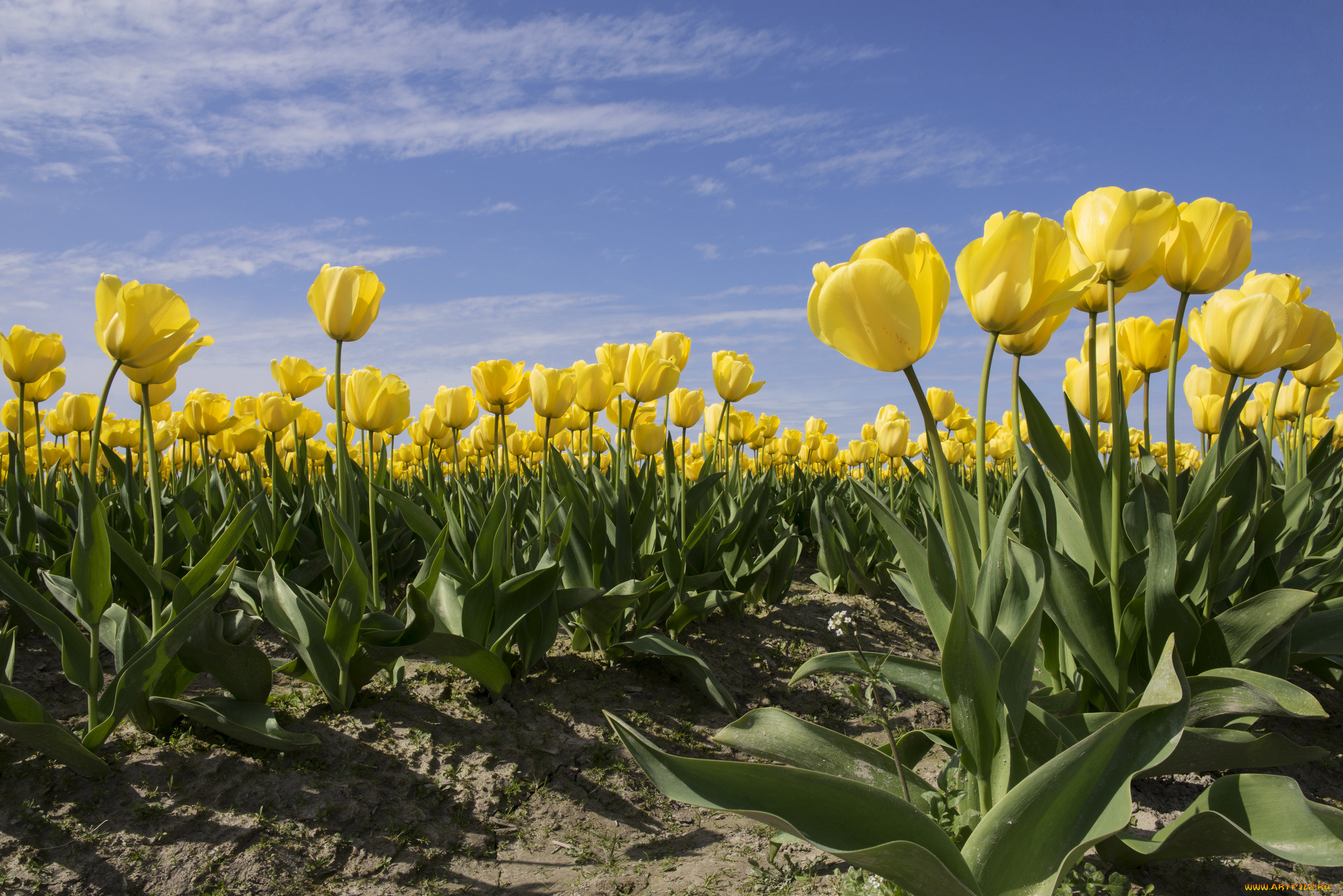 цветы, тюльпаны, плантация