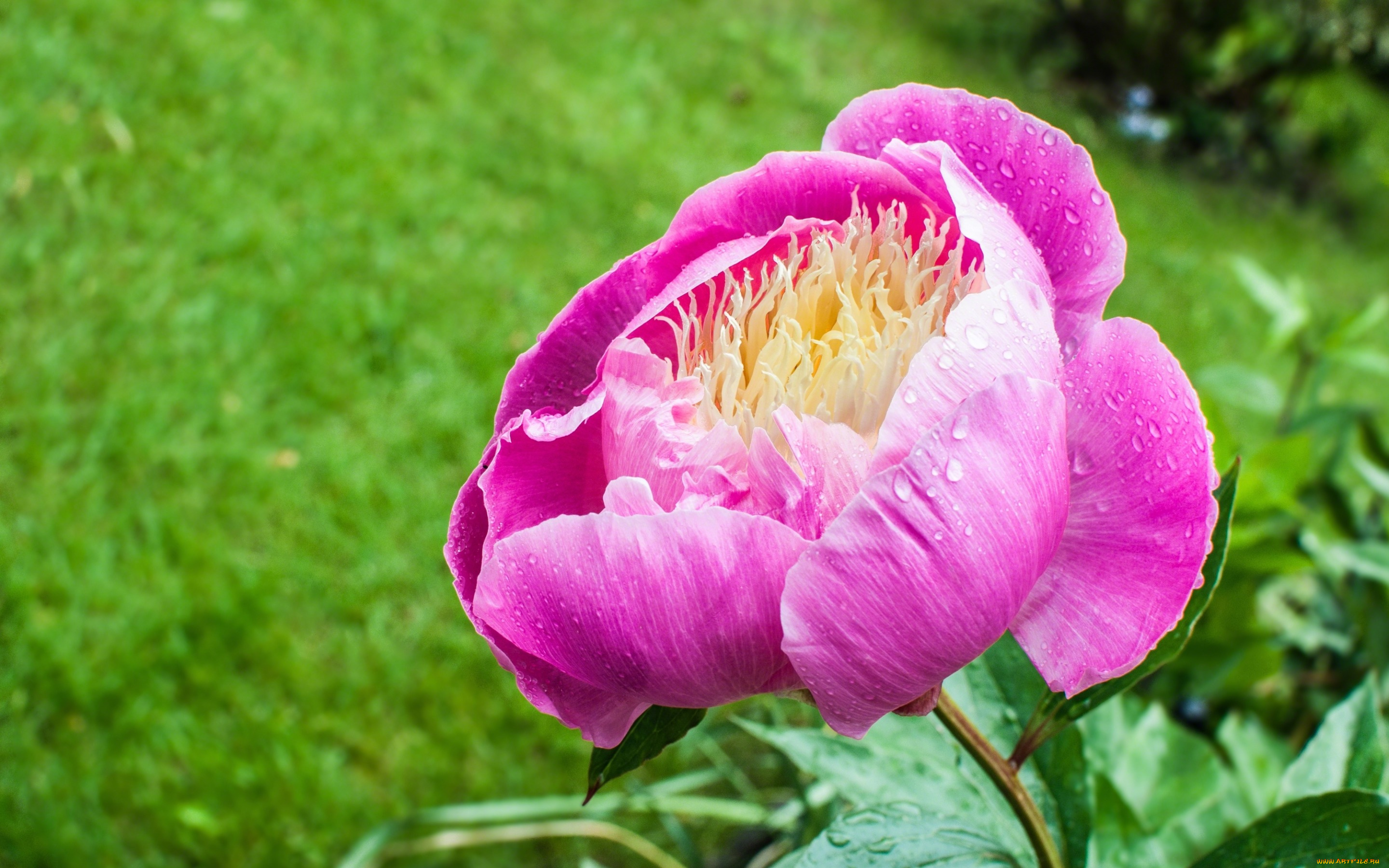 цветы, пионы, макро, розовый, пион, лепестки, бутон, капли