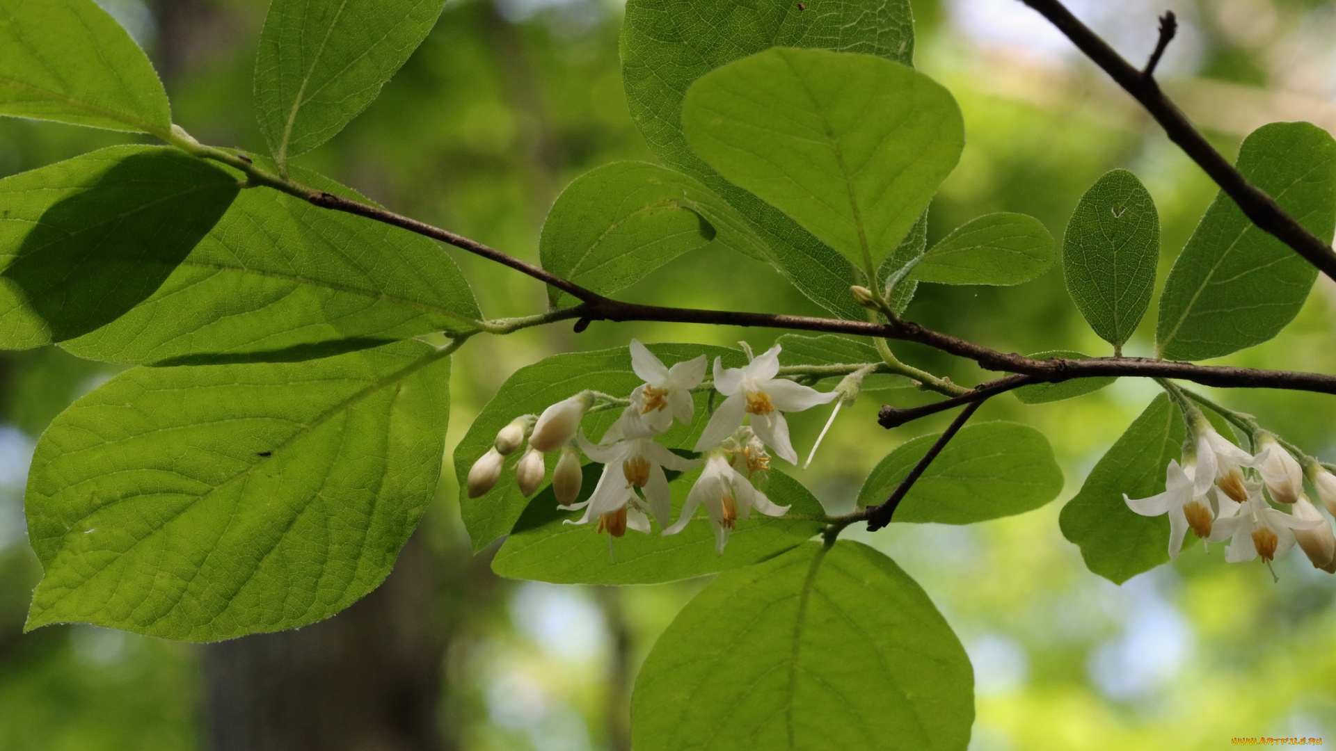 цветы, цветущие, деревья, , , кустарники, ветка